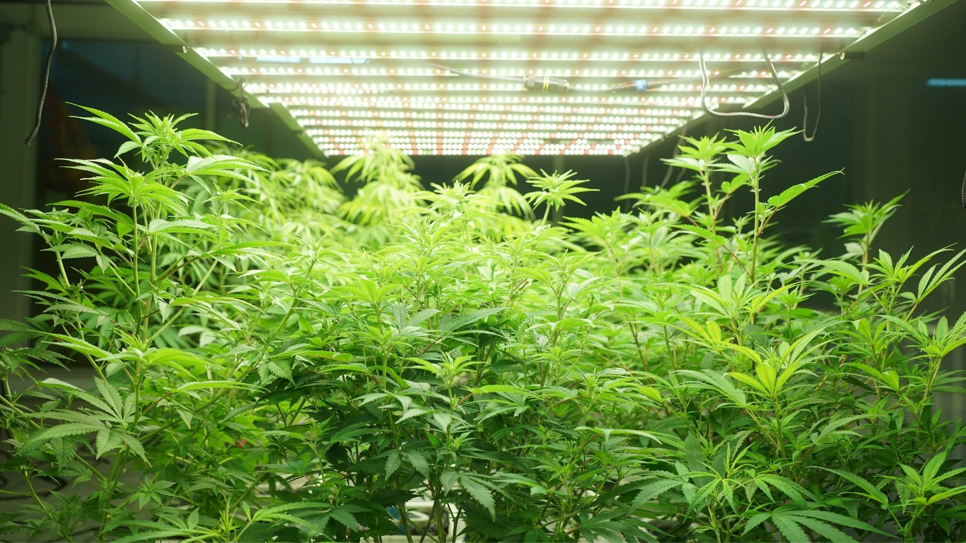 Cannabis Production Planning: What You Are Doing Wrong in 2026