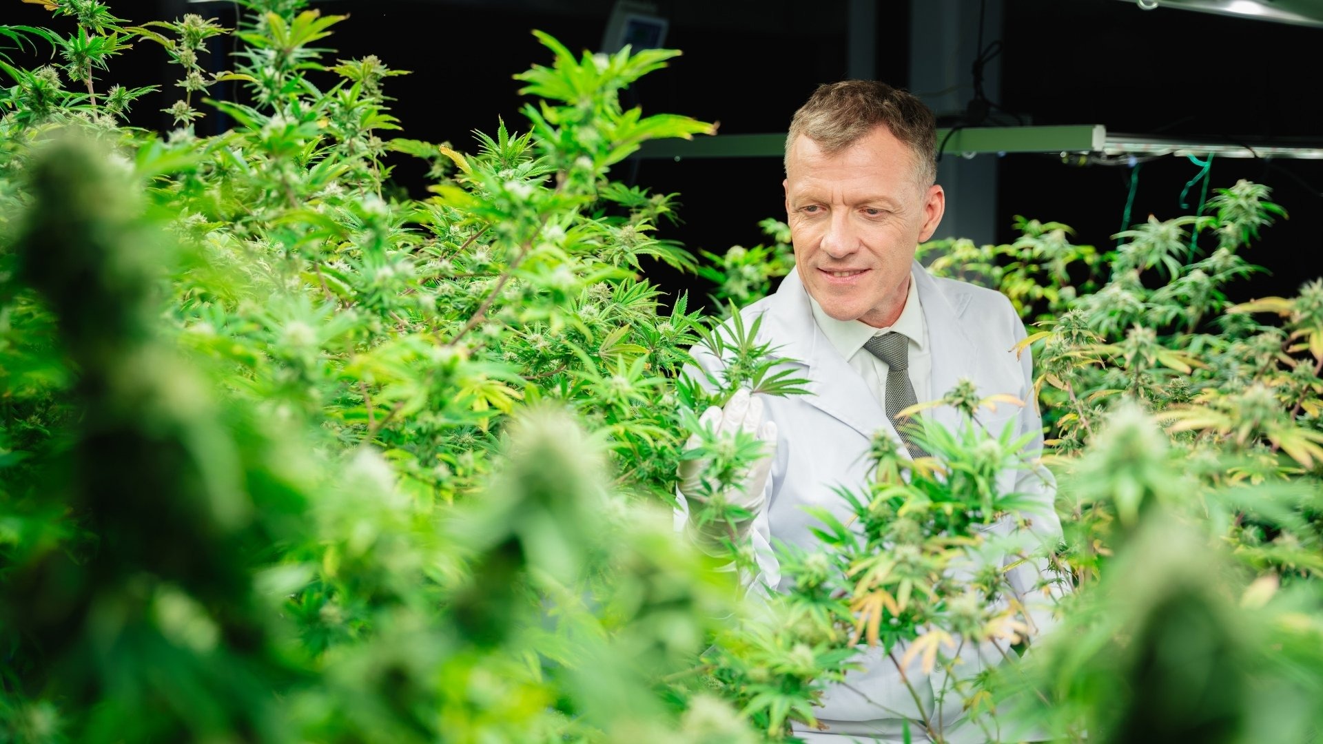 The Biggest Cannabis Cultivation Planning Mistakes in 2026