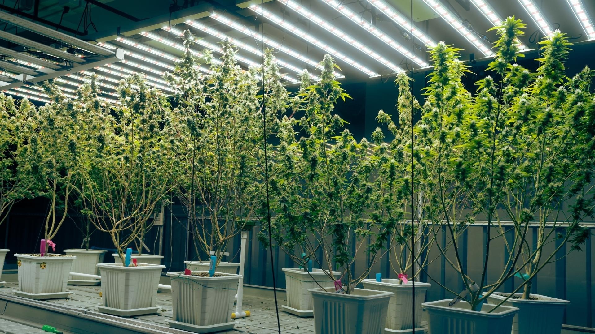 Vegetative Stage Checklist for Consistent Yields in Cannabis Crop