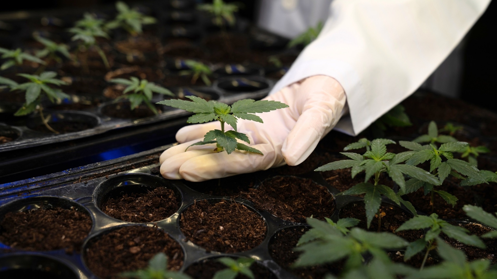 Harvest Checklist for High-Quality Cannabis Production