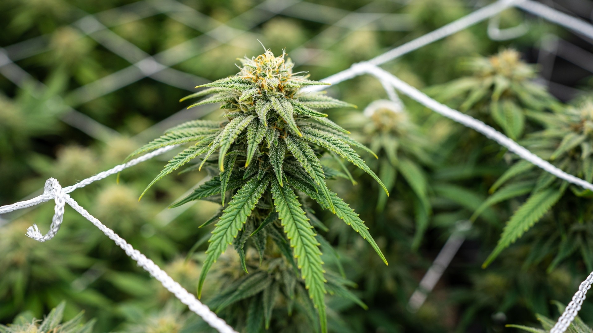 Drying Conditions That Decide The Final Yield Weight