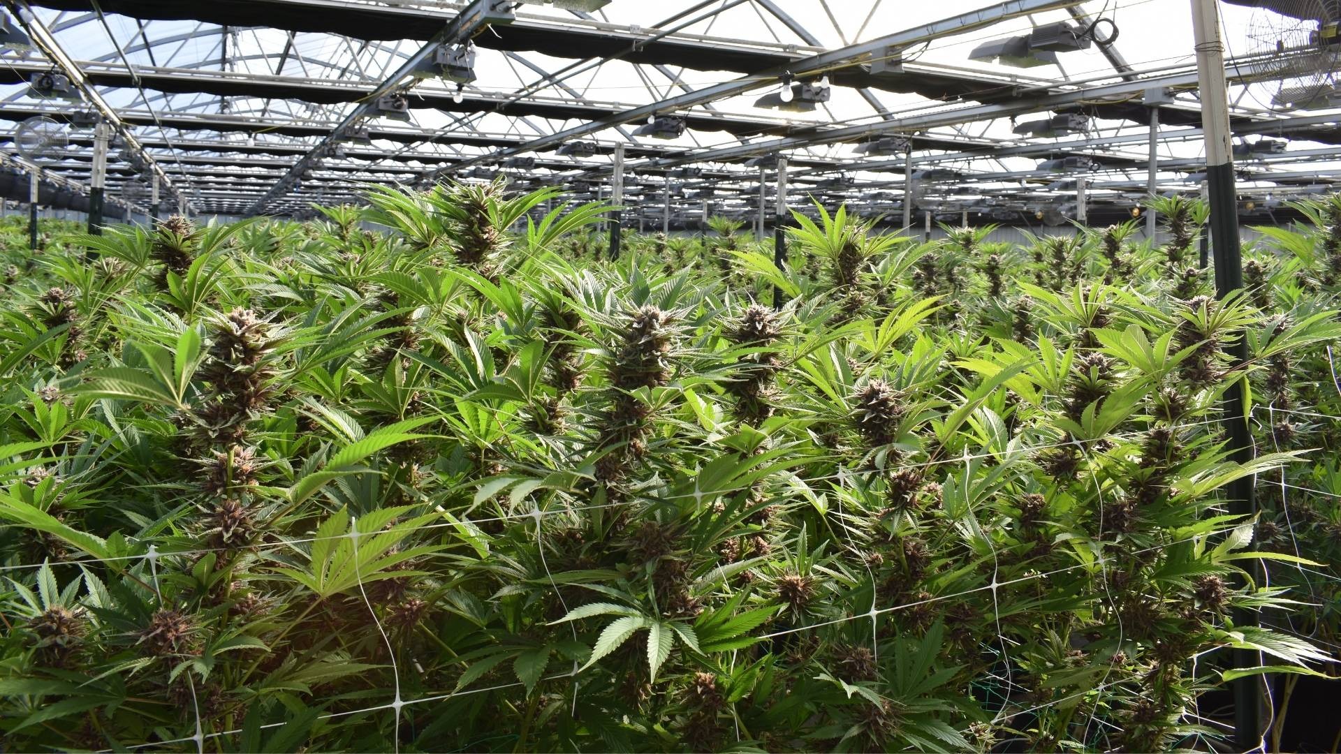 Cutting Techniques That Prevent Trichome Loss