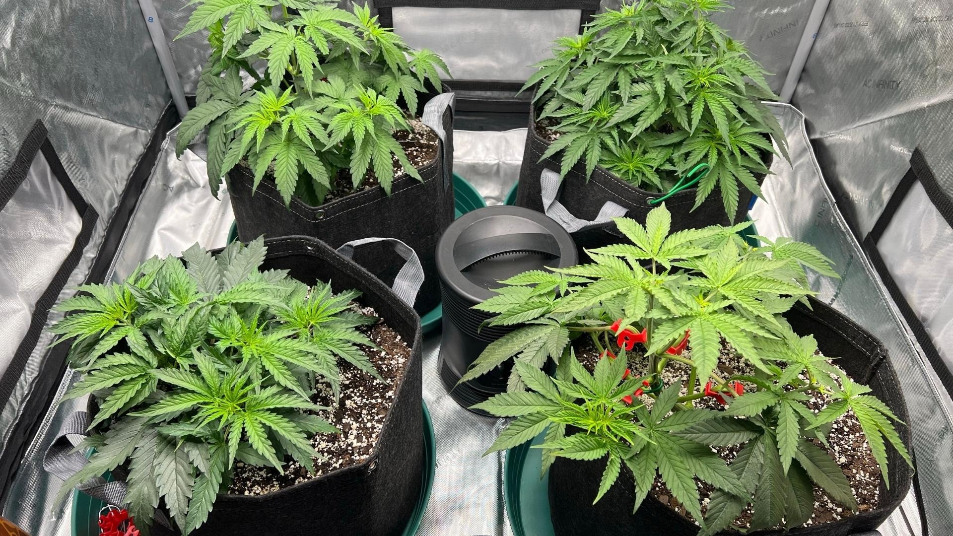 Importance of Mother Plant in Commercial Cannabis Cultivation