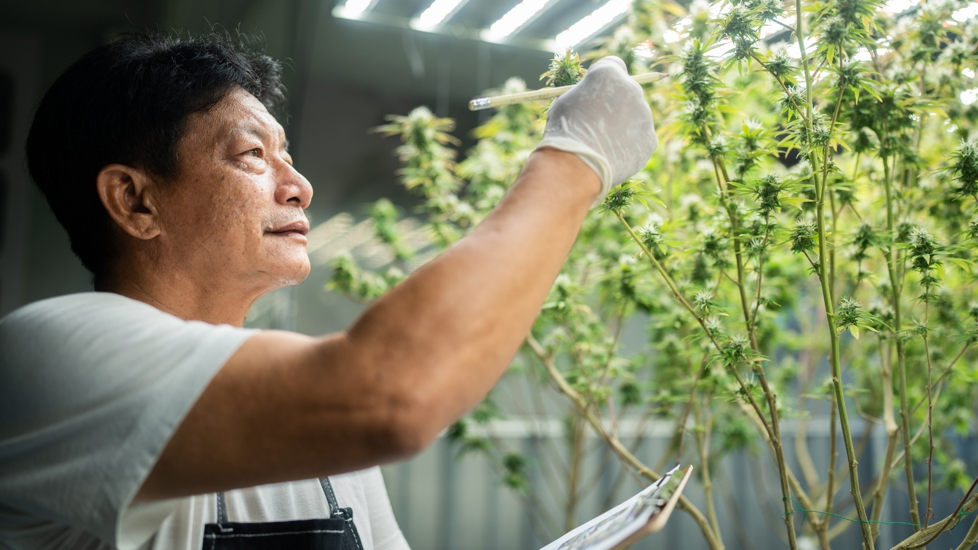 Macro and Micronutrient Guidelines for Cannabis Mother Plants