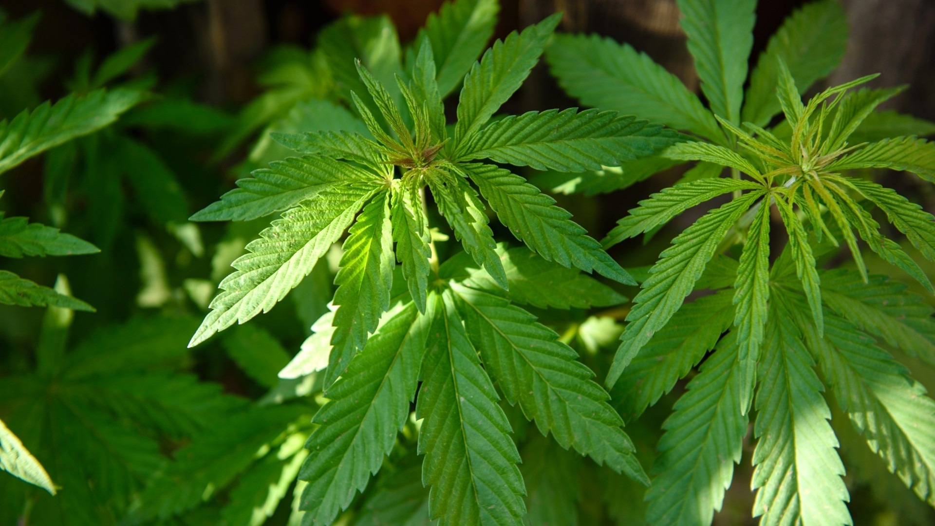7 Tips for Managing Your Mother Plant