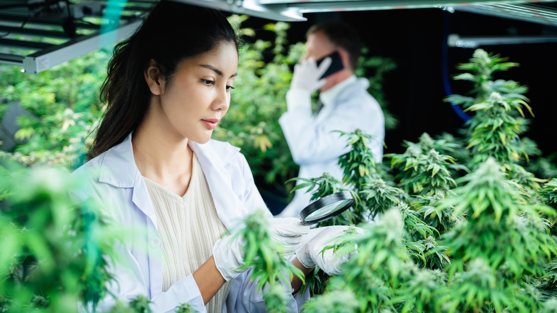High-Yield Strategies for Indica-Dominant Strains