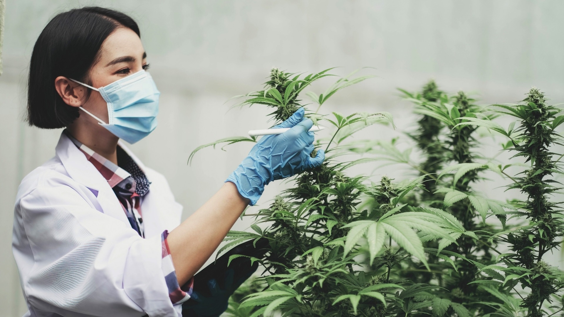 Tips for Higher Yield in Sativa-Dominant Strains