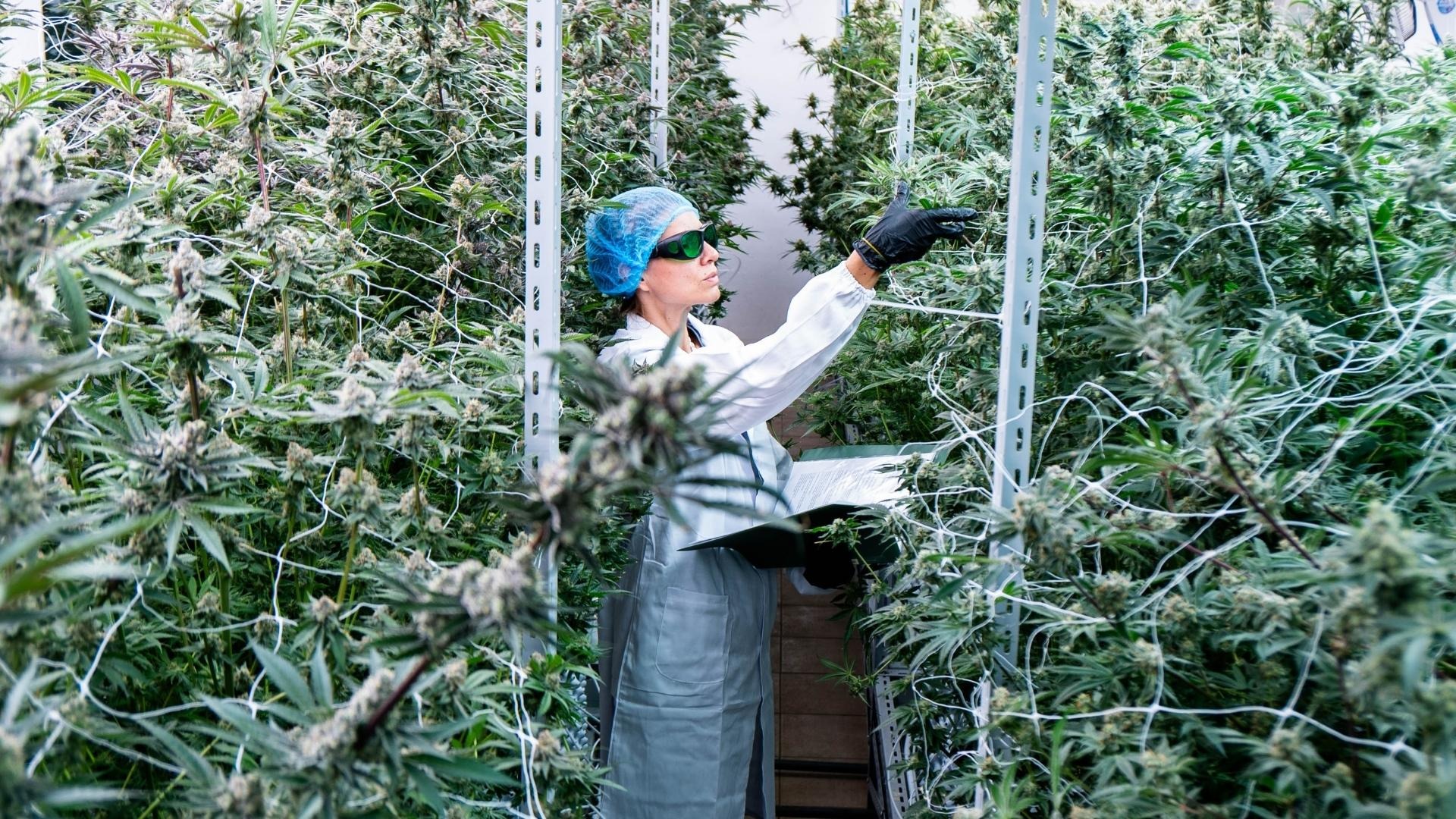Harvest Timing and Trichome Monitoring by Strain
