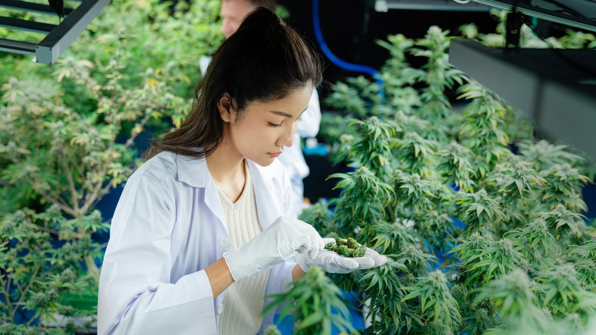 Setting Up the Ideal Growing Environment for Cannabis