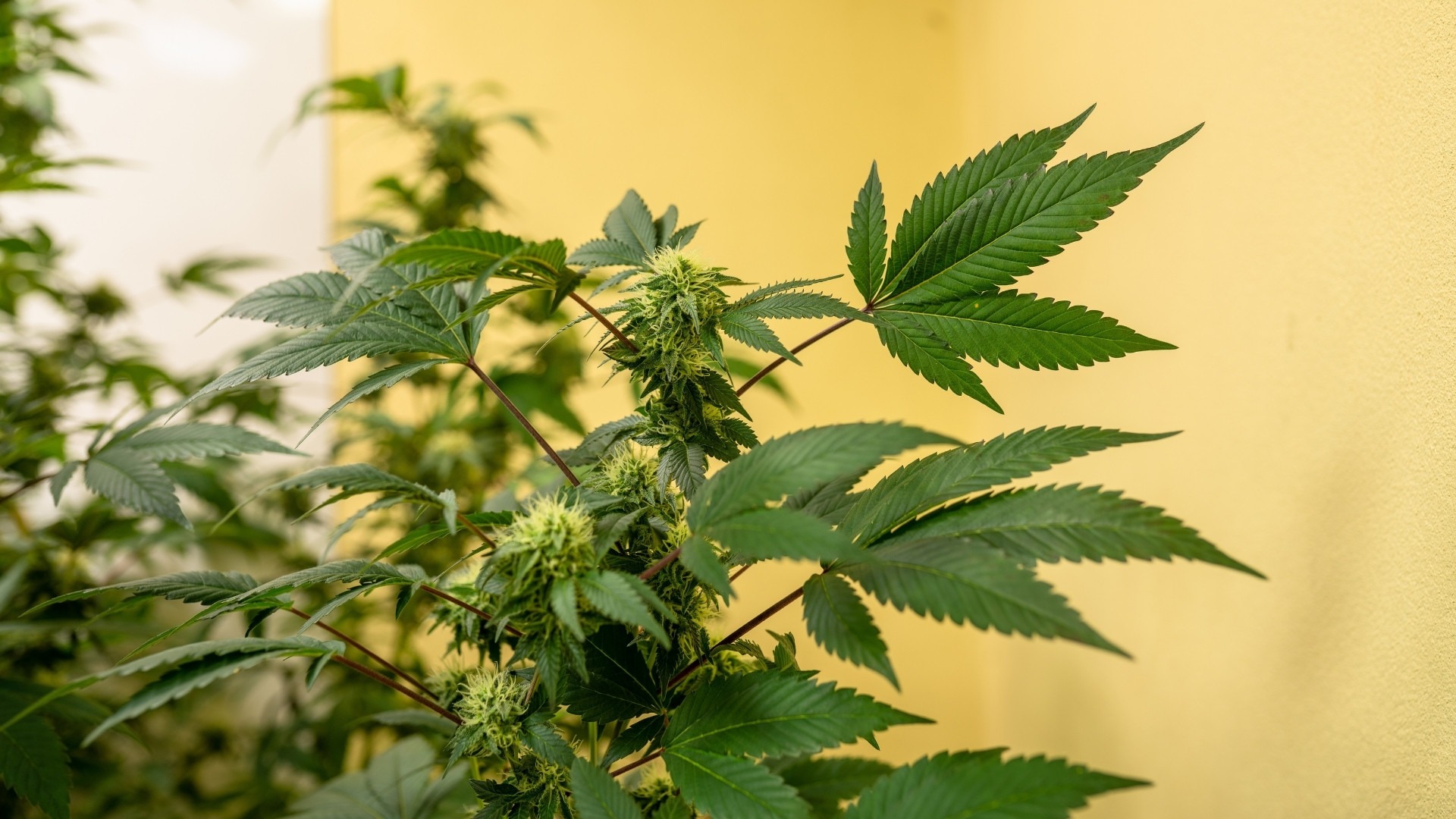 Tips for Harvesting, Drying, and Curing for Maximum Potency