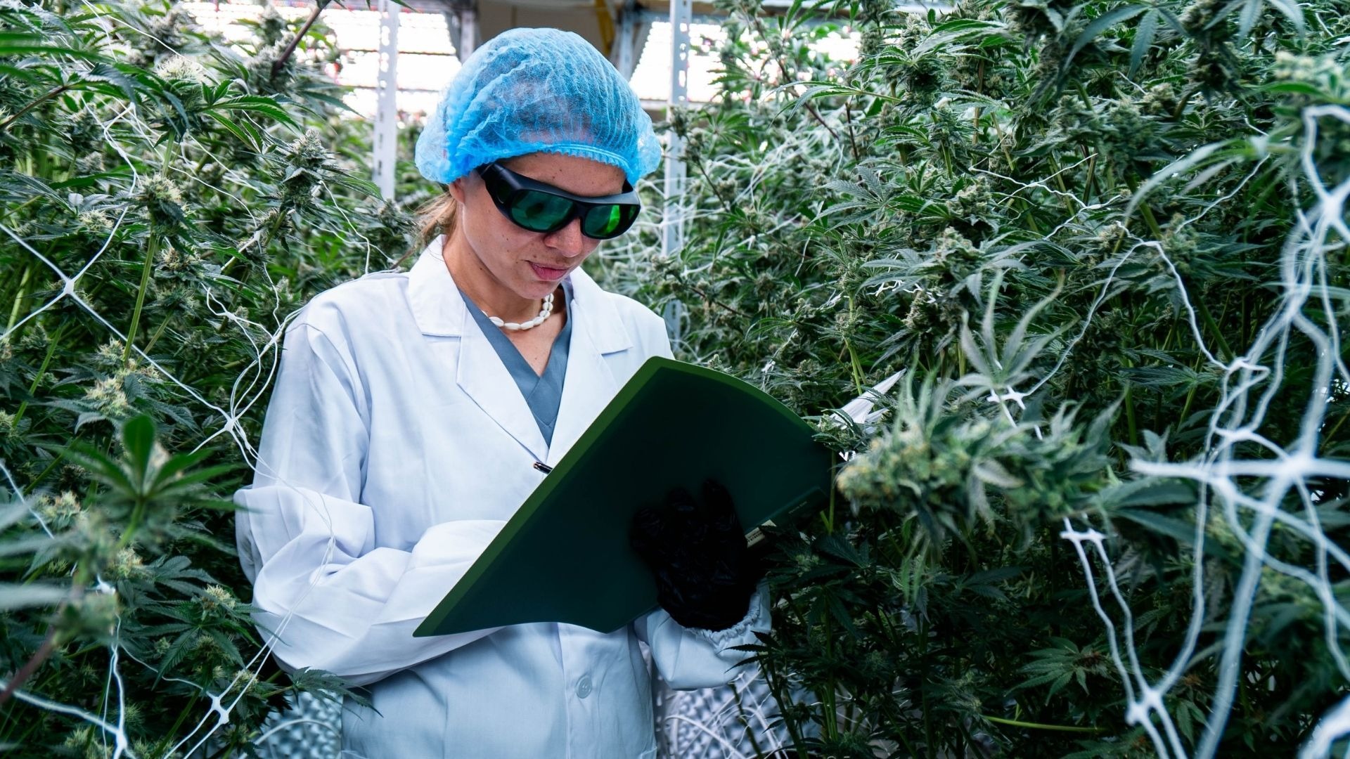 5 Harvest Mistakes That Quietly Reduce Yield