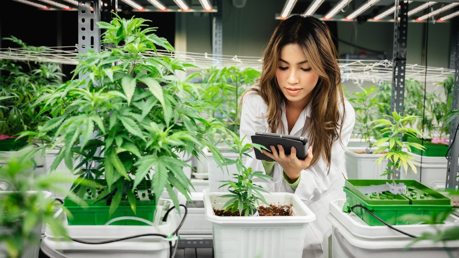Importance Of The Right Genetics And Strain Selection