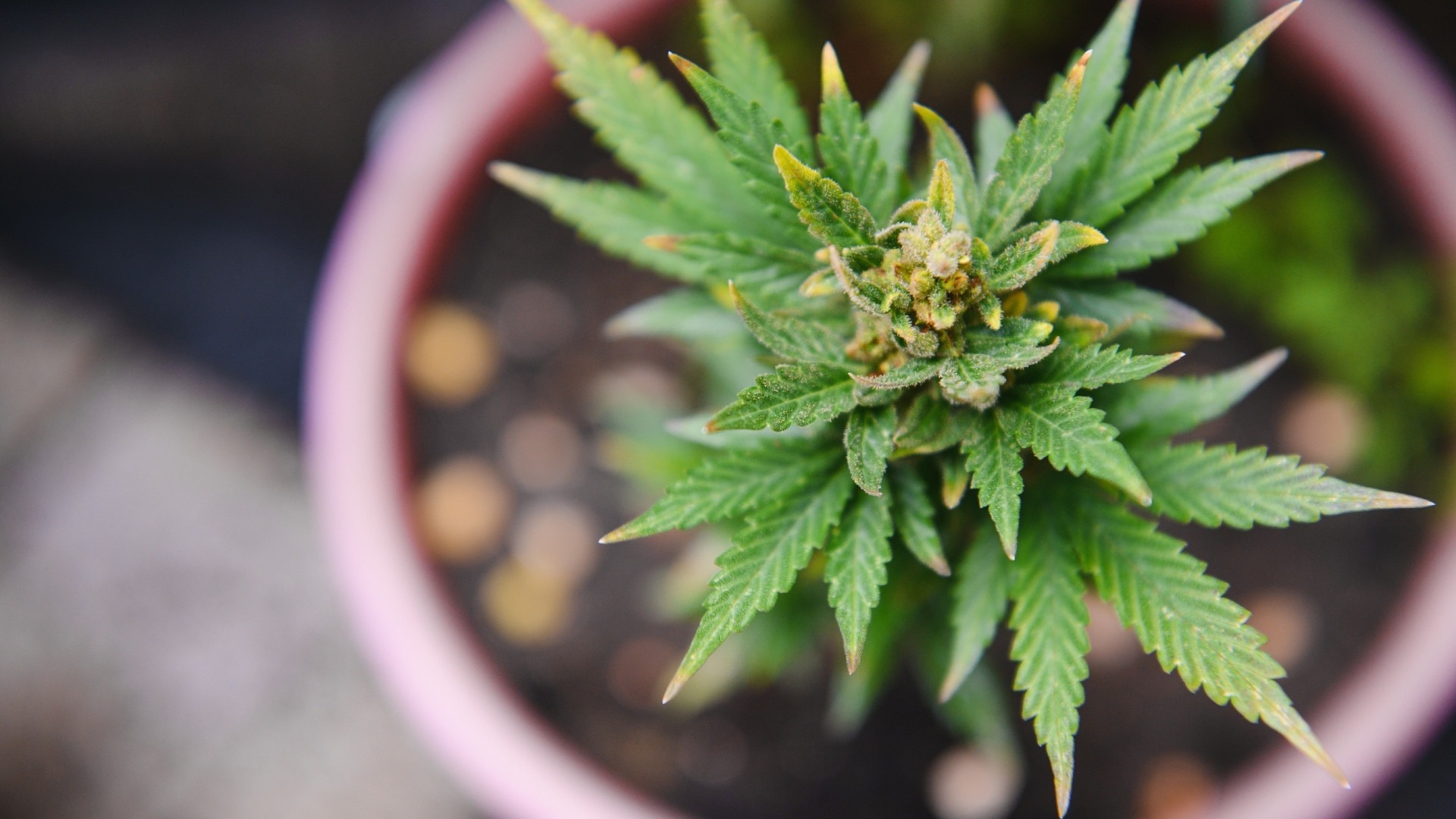 Flowering Stage Controls That Directly Affect Yield