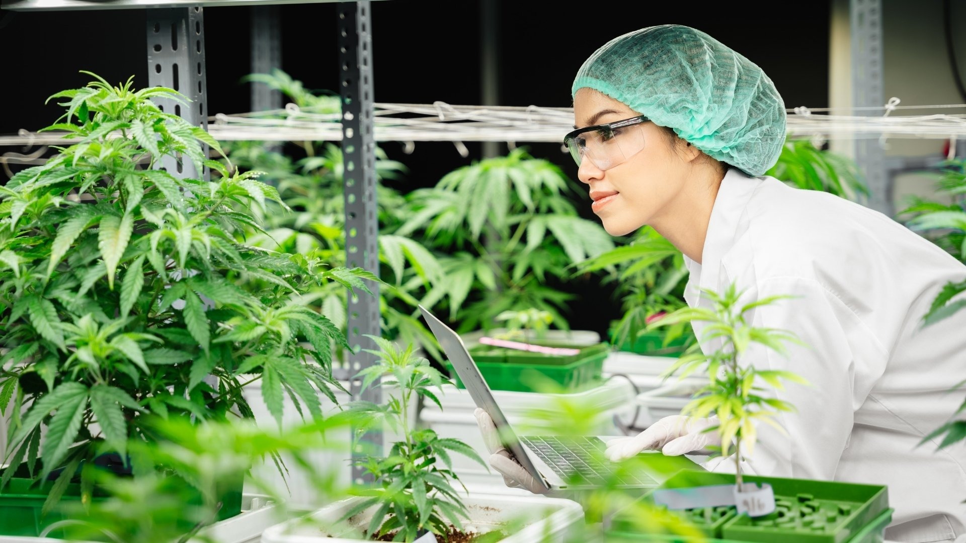 Improve Airflow Around Developing Flowers