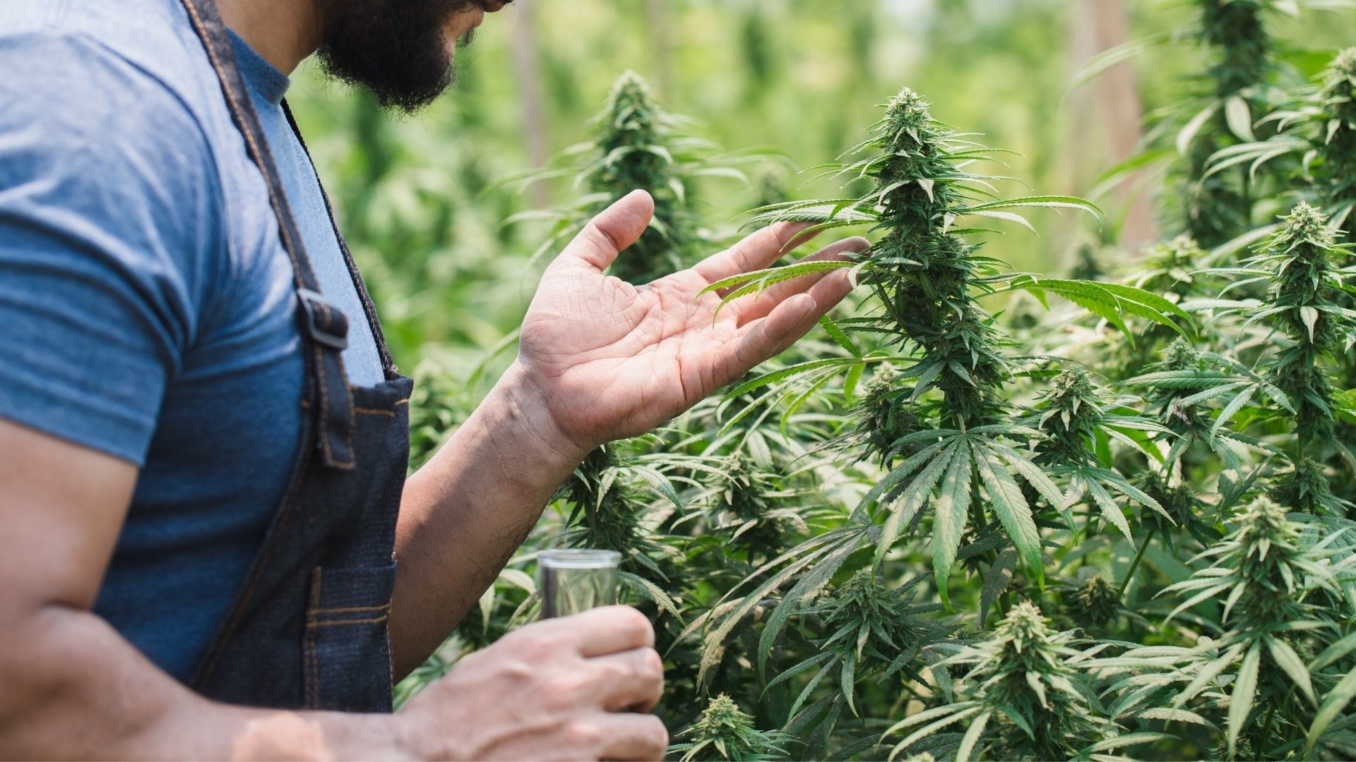 How Does the Flowering Stage Determine Final Yield