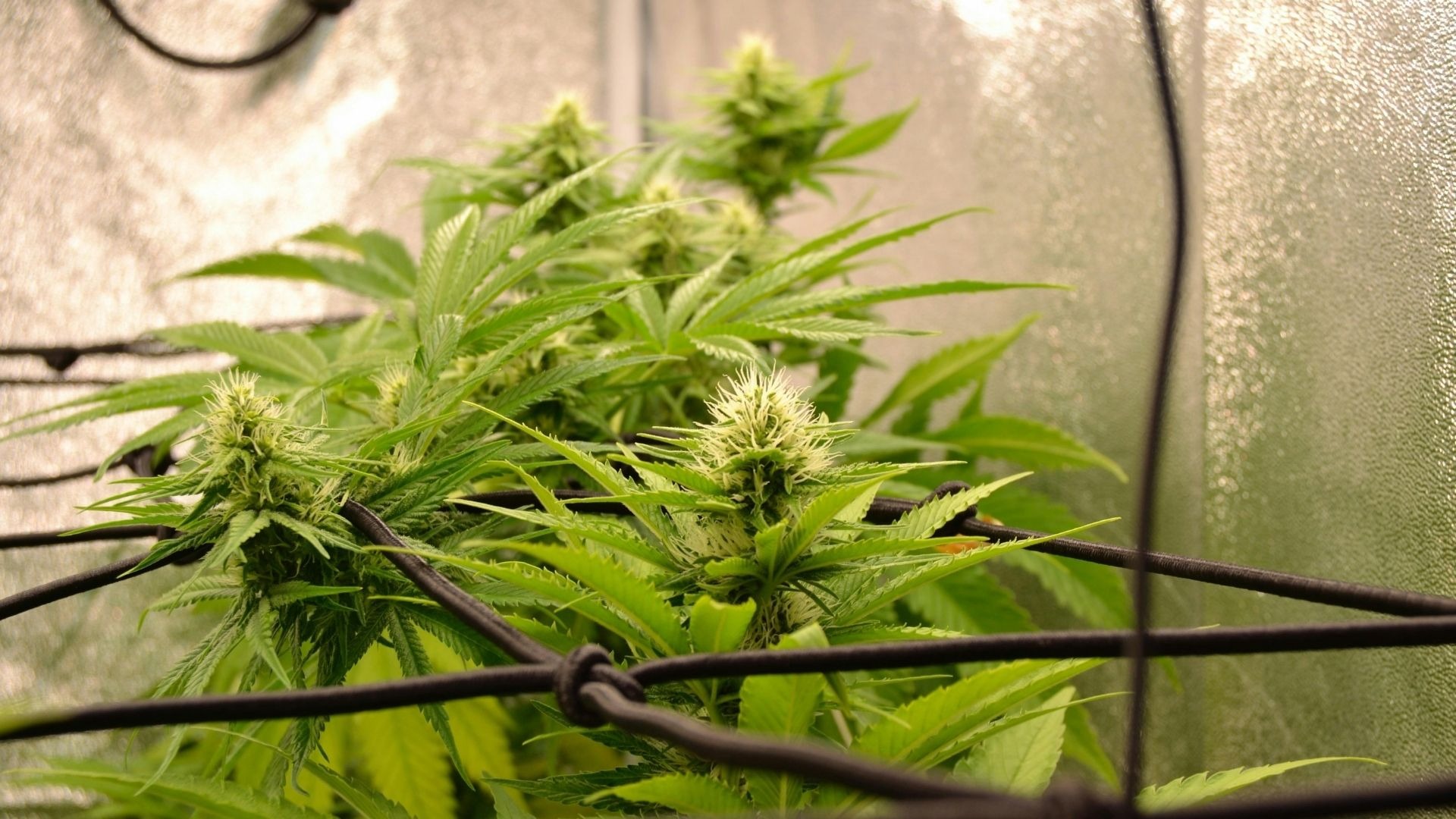 7 Sustainable Cultivation Methods Cannabis Growers Cannot Ignore in 2026
