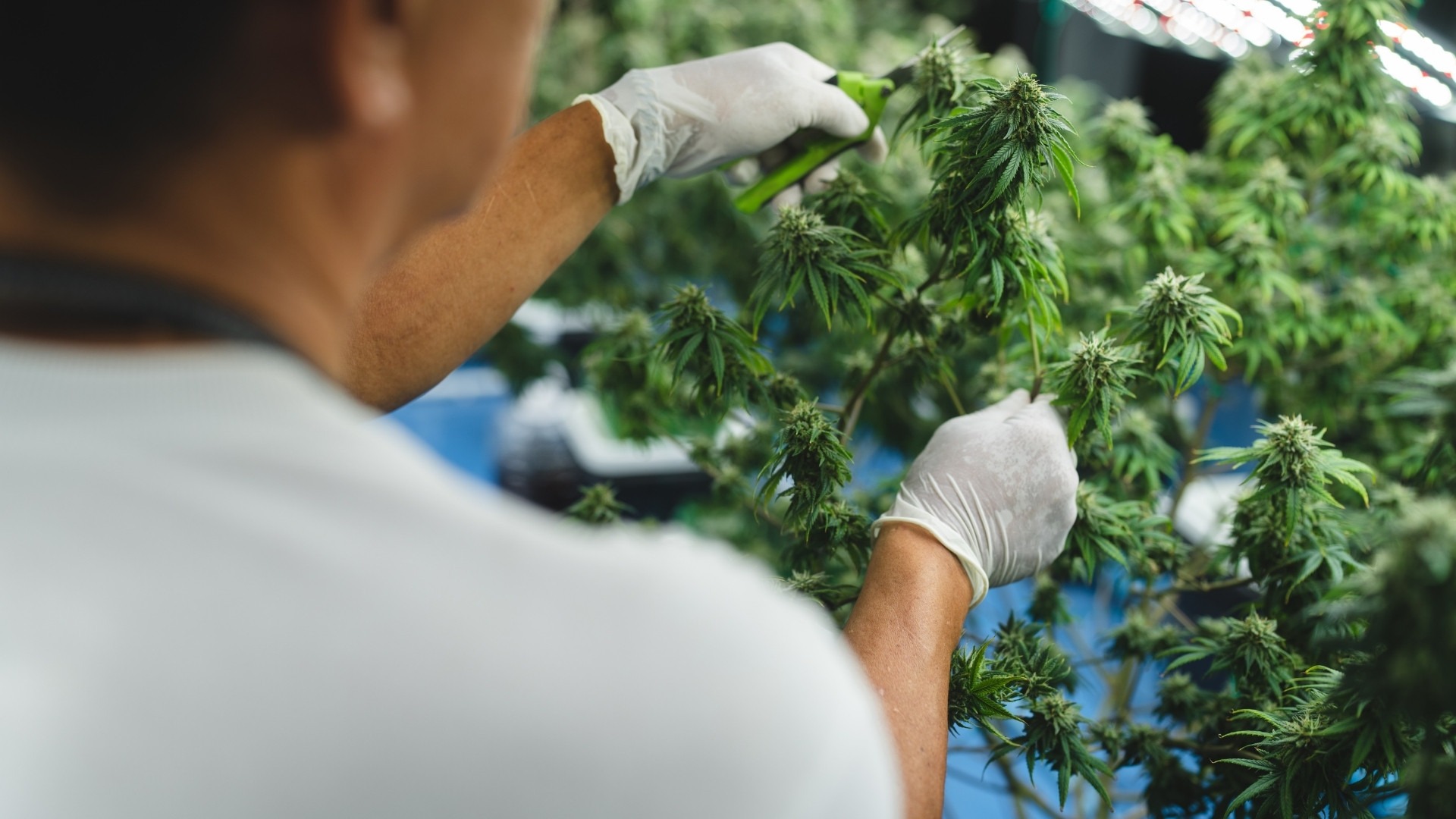 Biggest Operational Challenges in Growing Cannabis Sustainably in the US