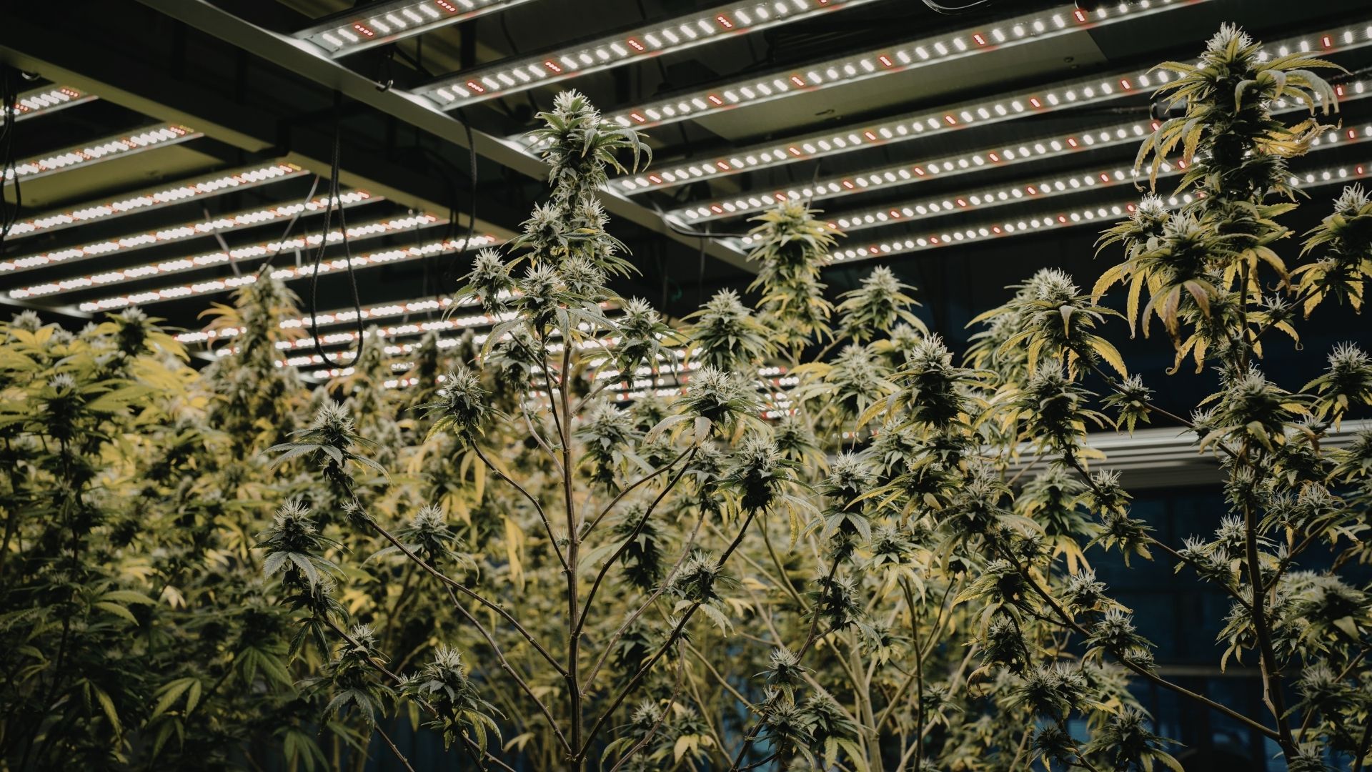 Cultivation Staffing Roles Explained: A Complete Breakdown for Growers