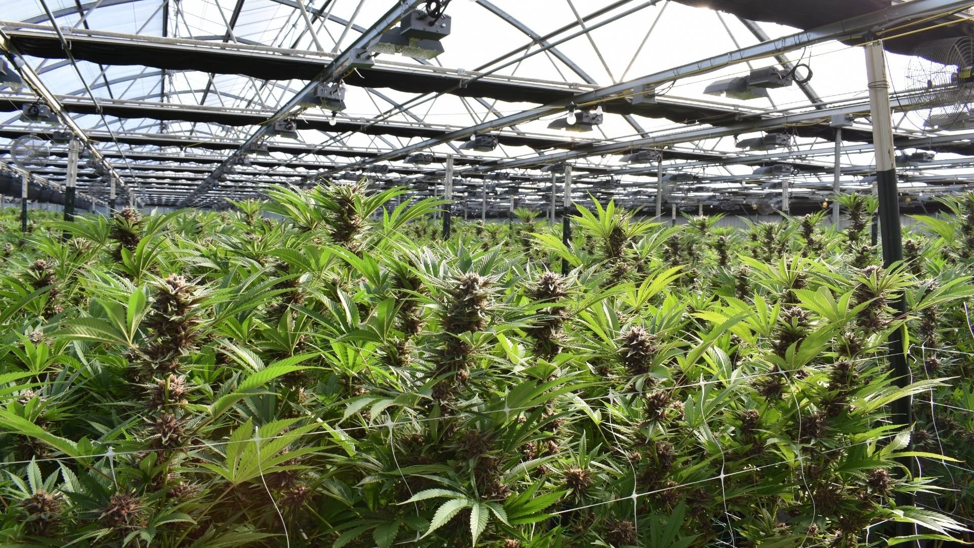 Primary Roles in a Commercial Cannabis Grow Operation