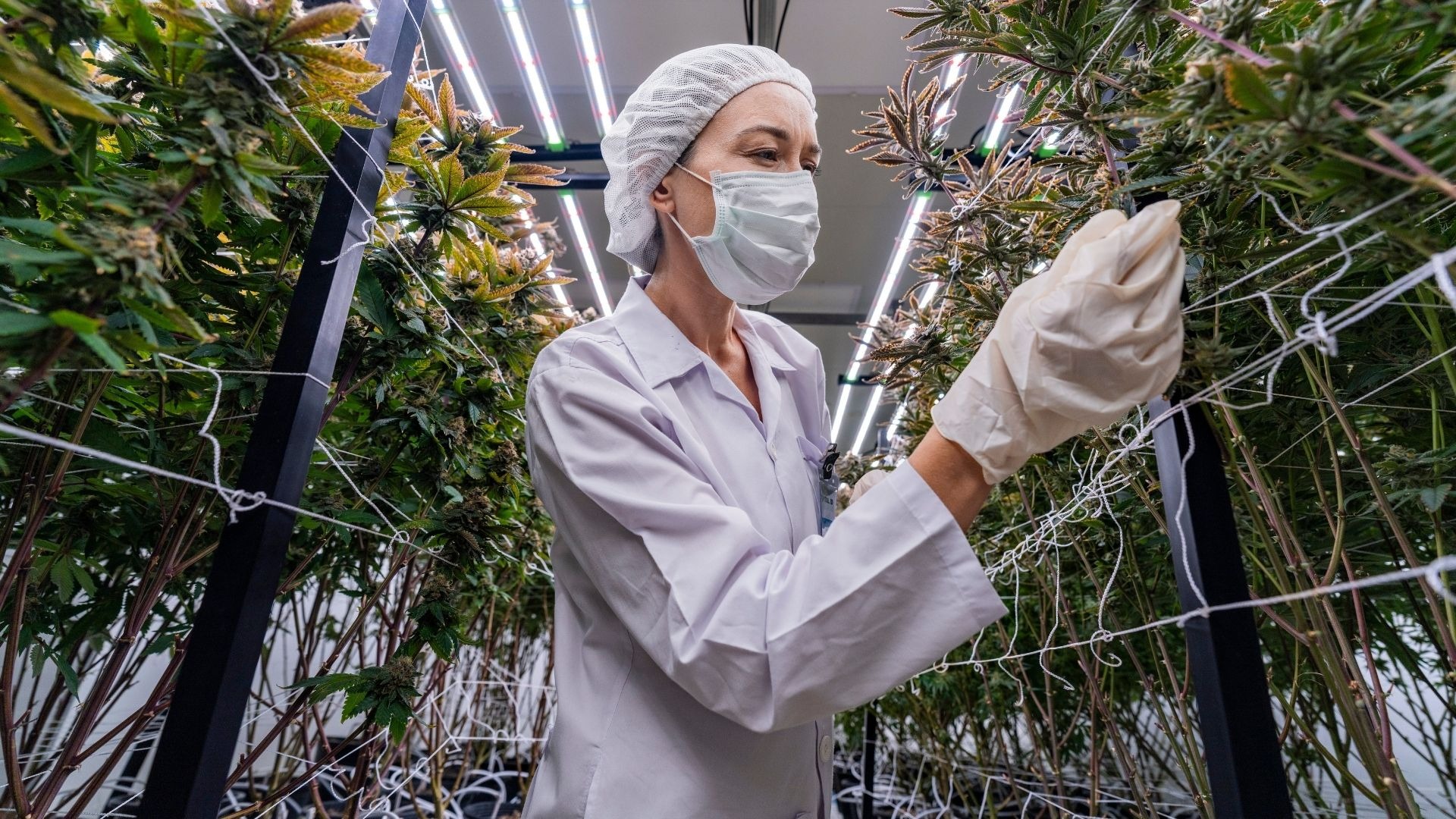 Preventive Crop Management and Early Risk Detection