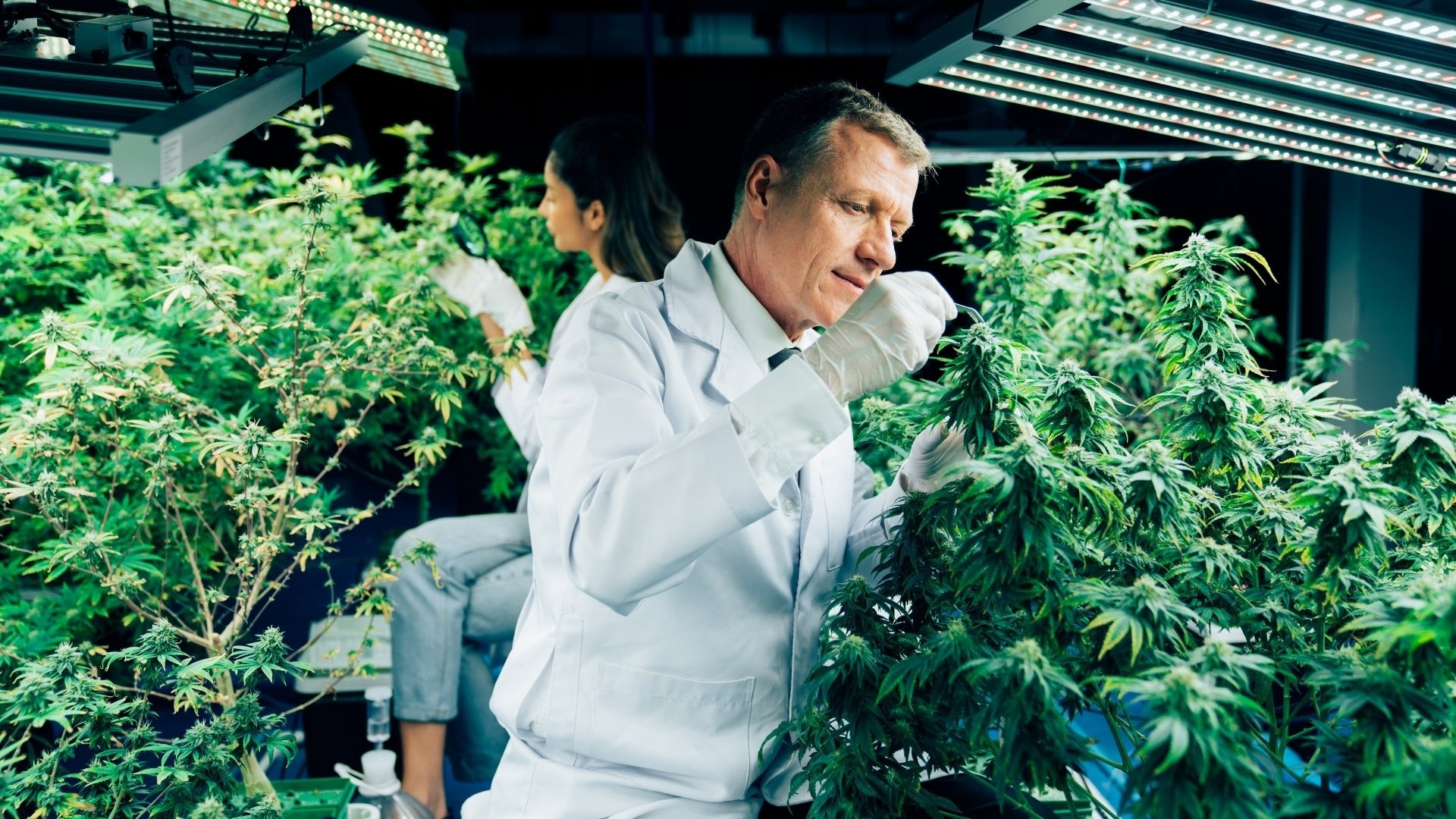 Product Demand Trends Influencing Growth Plans