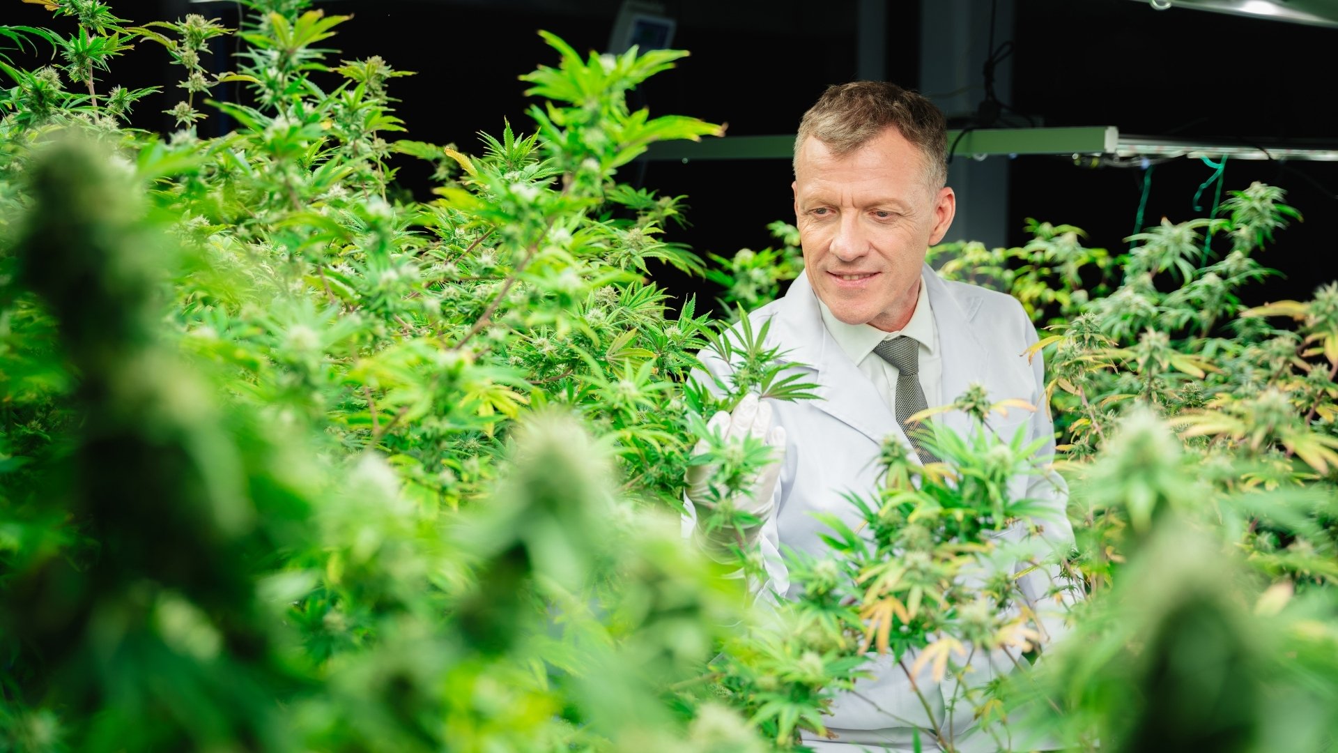 Grower's Guide to Cannabis Cultivation Cost Estimation