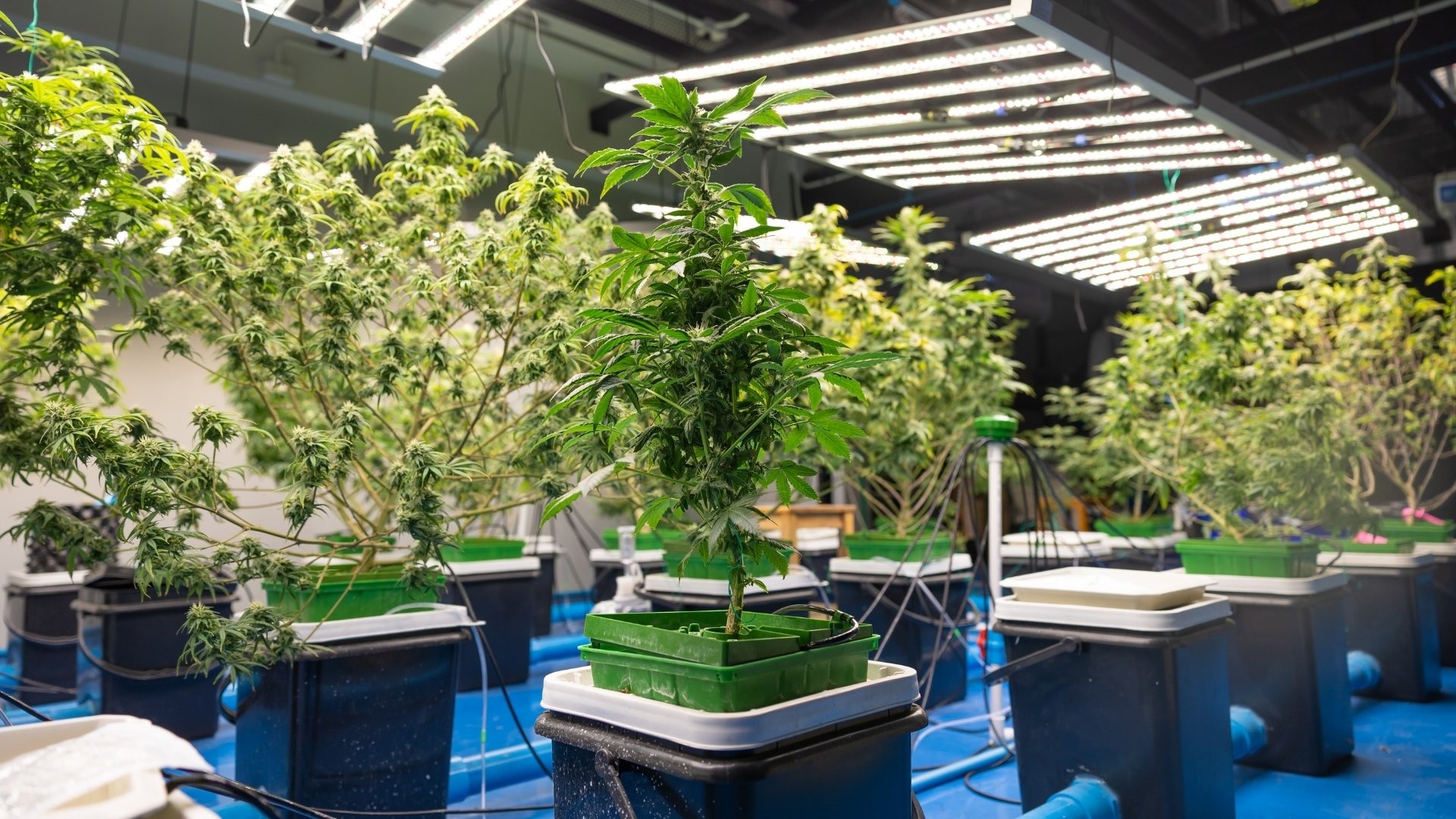 What Are the Major Cost Drivers in Cannabis Cultivation?