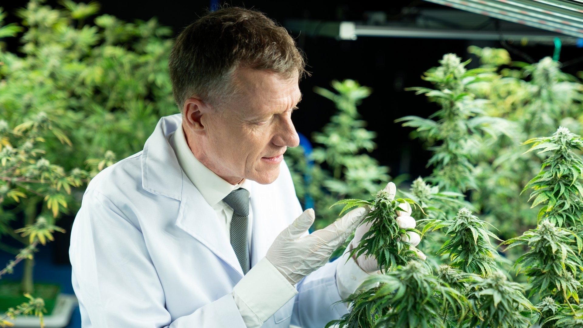 How to Estimate Cultivation Costs Per Cycle and Per Gram