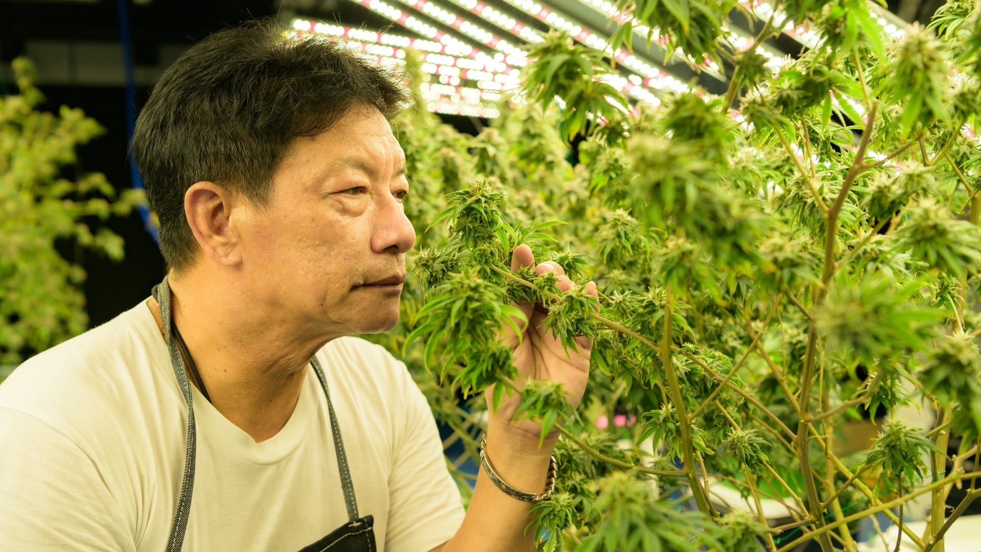 Can Better Planning Reduce Cultivation Costs Over Time?