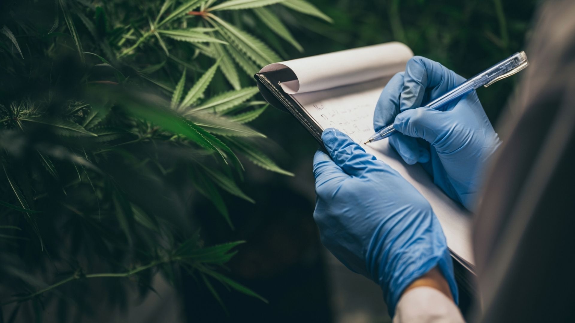 Steps to Close Tracking Gaps in Cannabis Batch Record Keeping