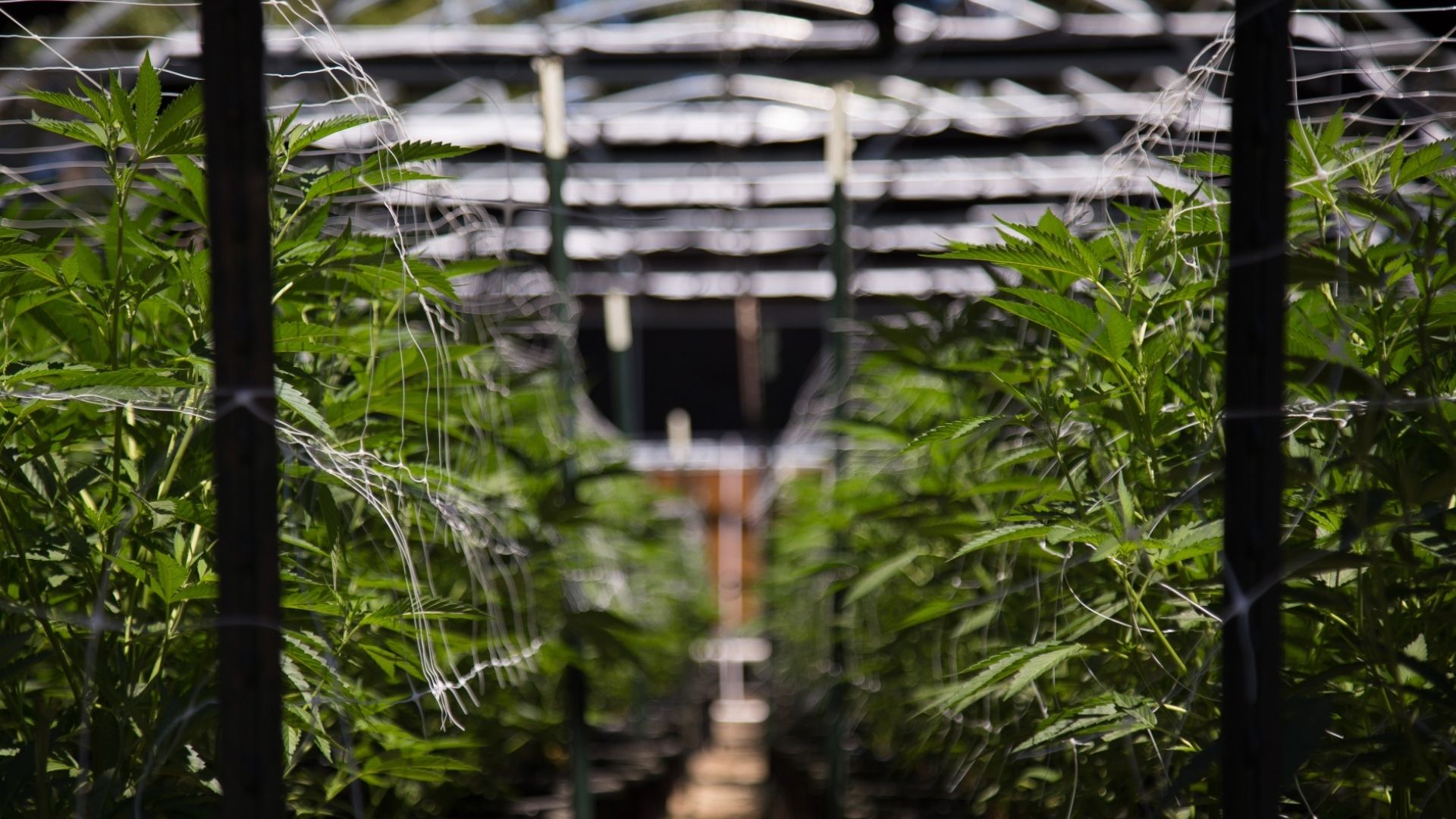 Why Batches Fail in Cultivation: 9 Hidden Cannabis Grower Mistakes