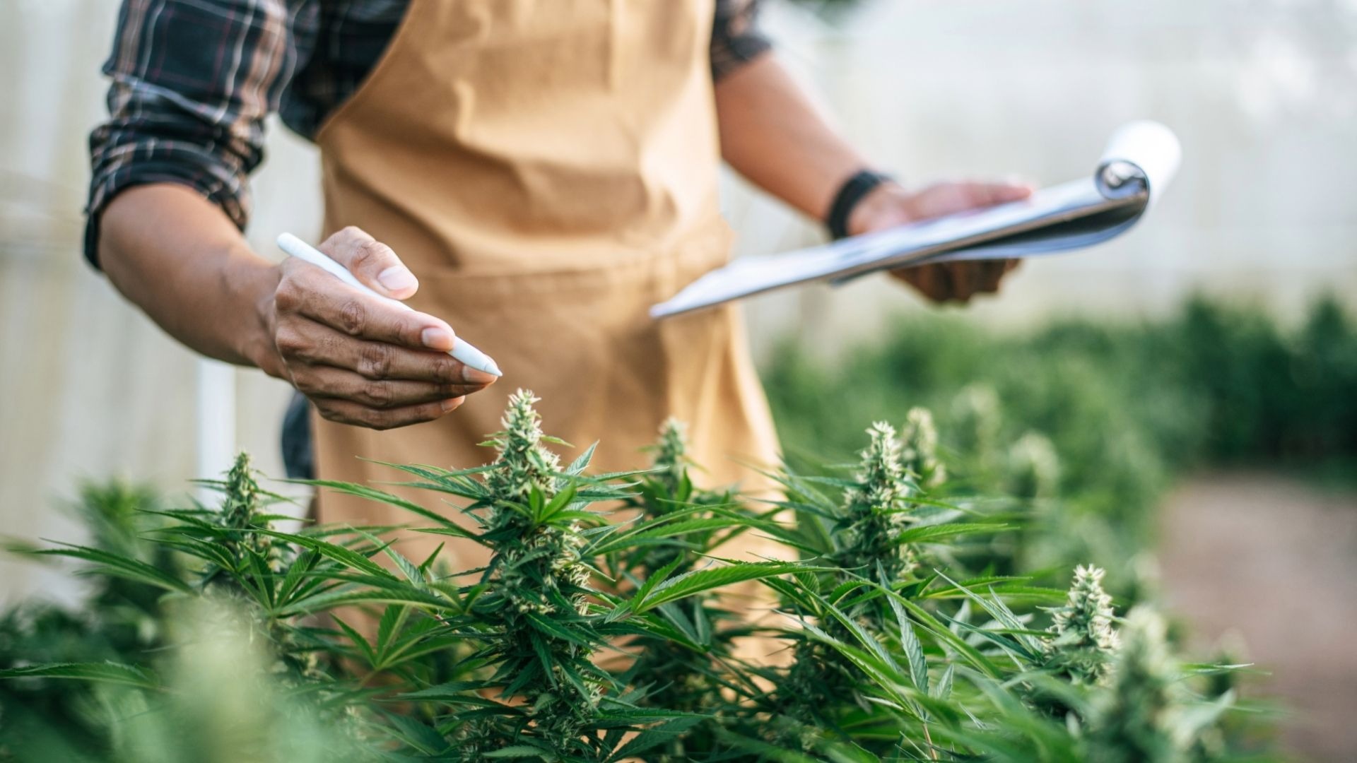 Why Do Cultivation Mistakes Persist in Commercial Growing Operations?