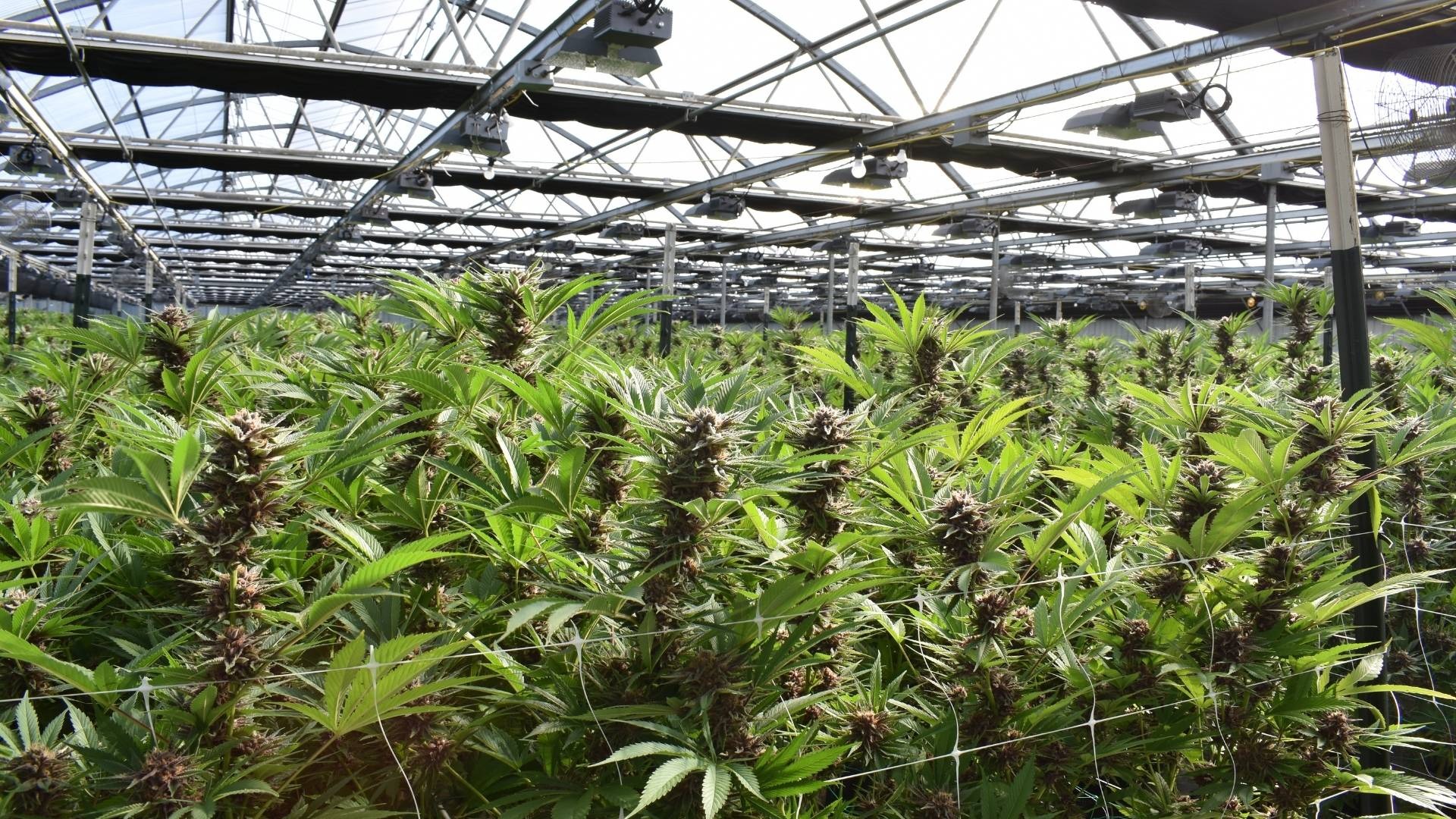 9 Cannabis Cultivation Mistakes That Cause Batch Failures and Their Fixes