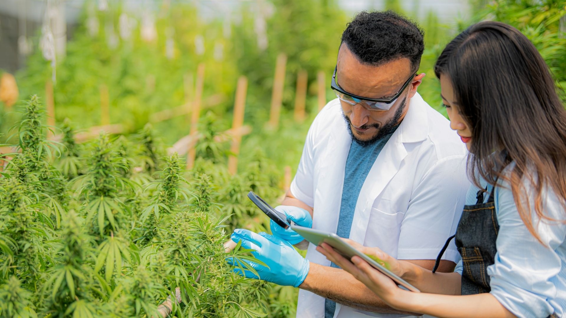 Harvest Windows vs Exact Dates: What Growers Get Wrong