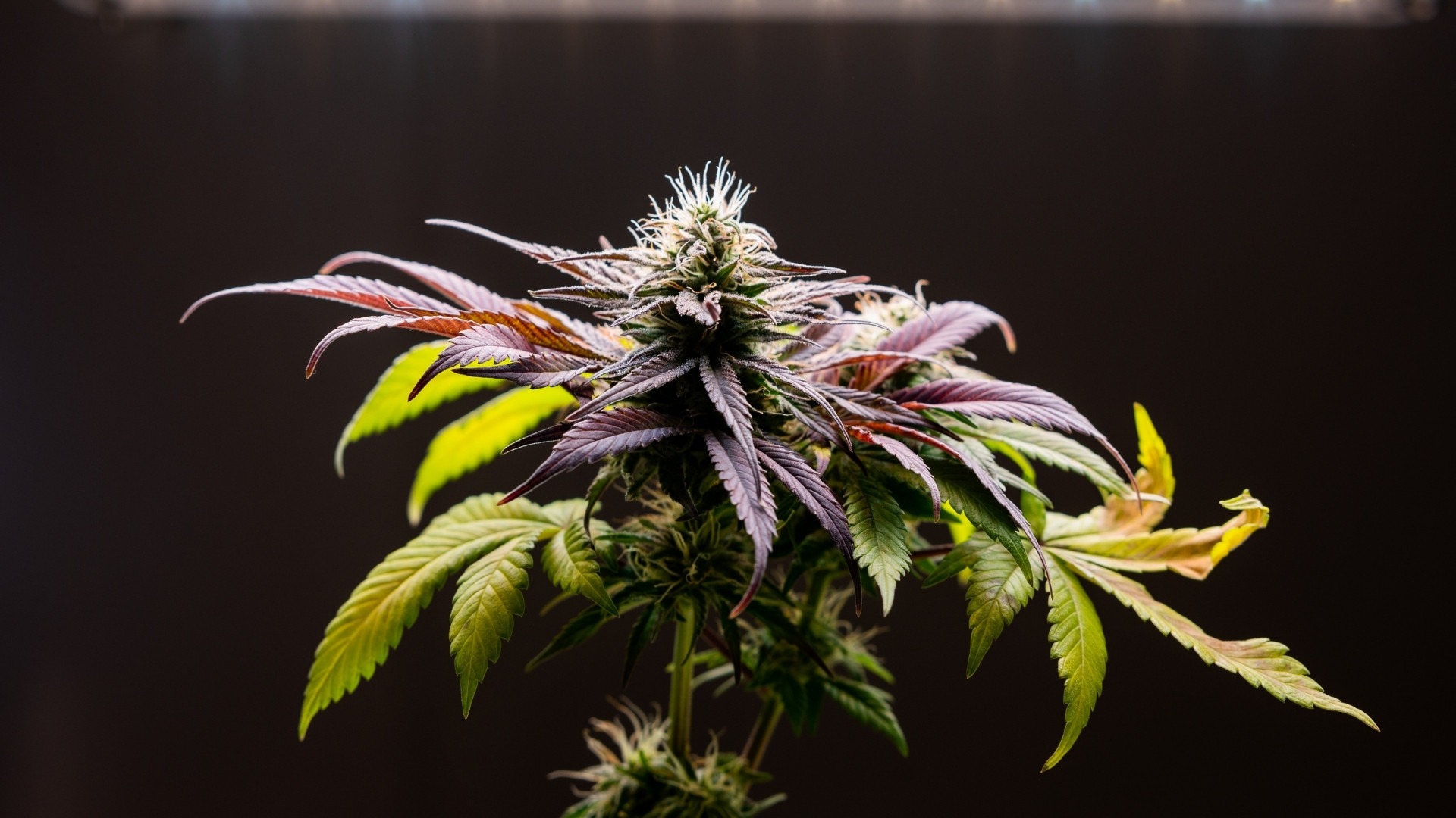 Optimizing Light, Nutrients, and Climate for Stronger Cannabis Growth