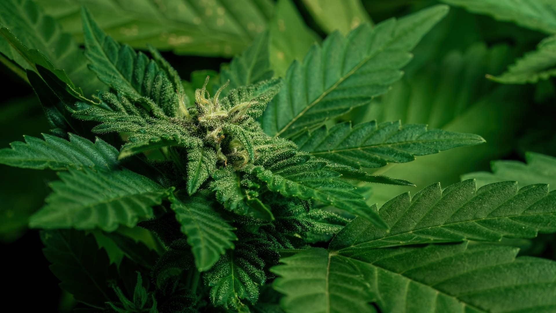 Flowering and Maturation