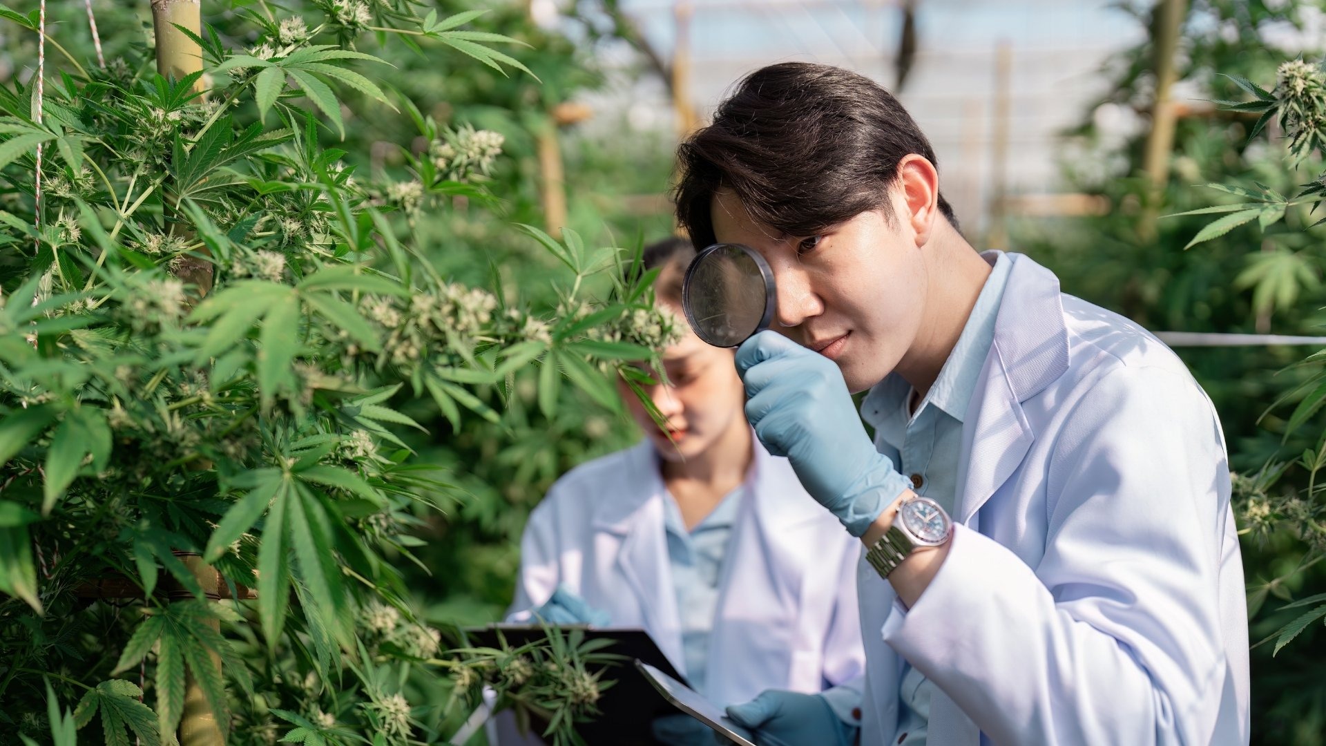 6 Benefits of Proper Nutrient Management in Large-Scale Grows