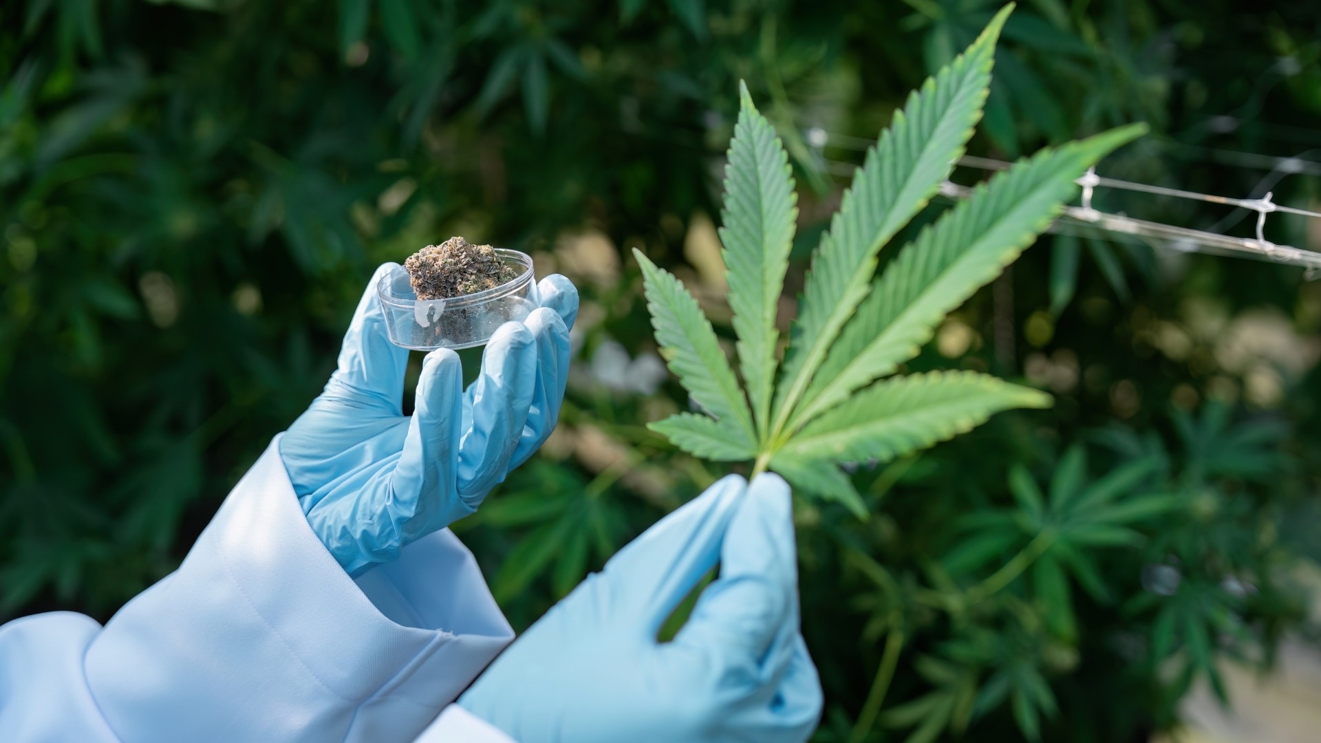 How Are Nutrients Used in Commercial Cultivation