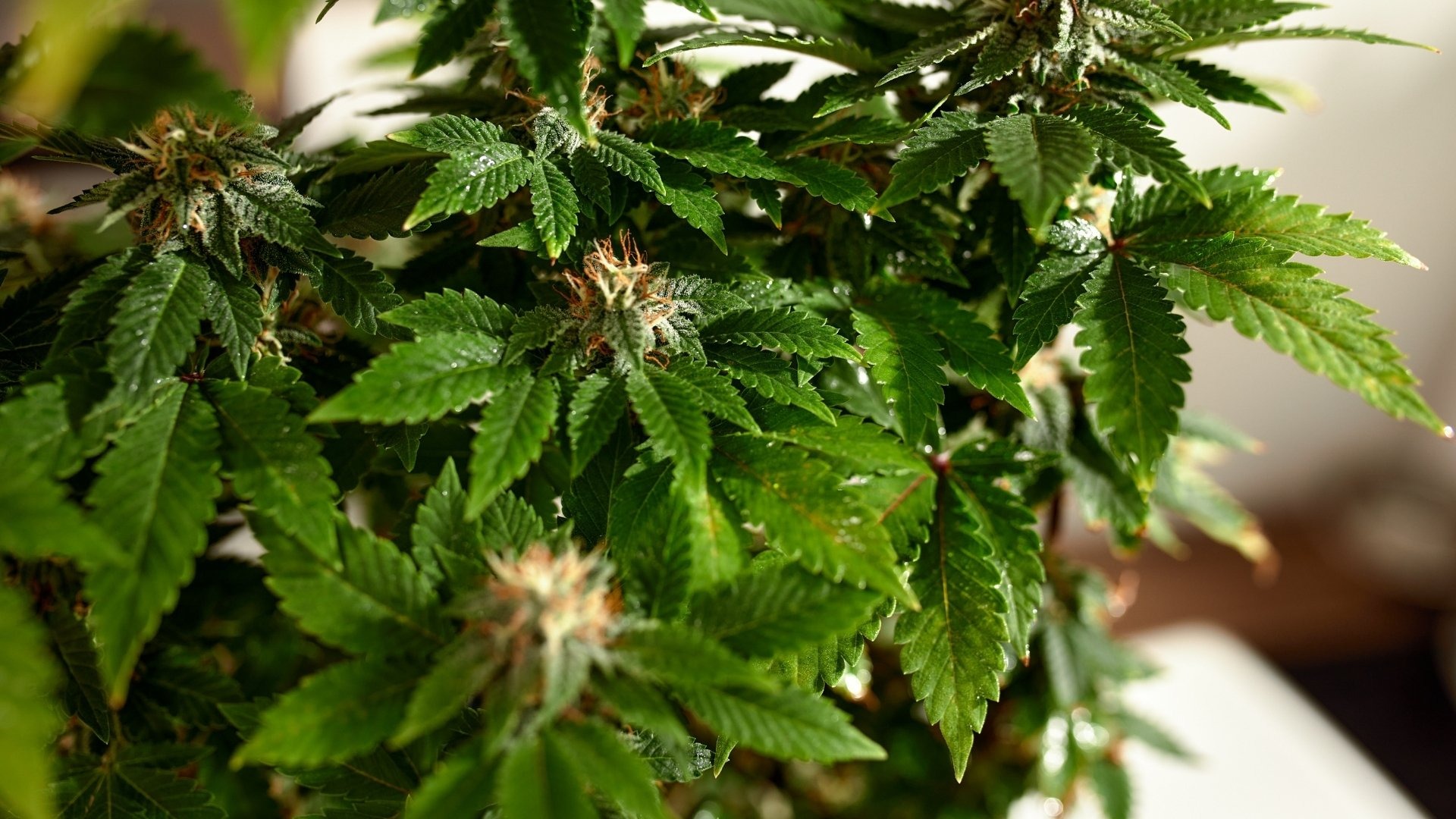 How to Fix Nutrient Deficiency Causing Drooping Leaves in Cannabis