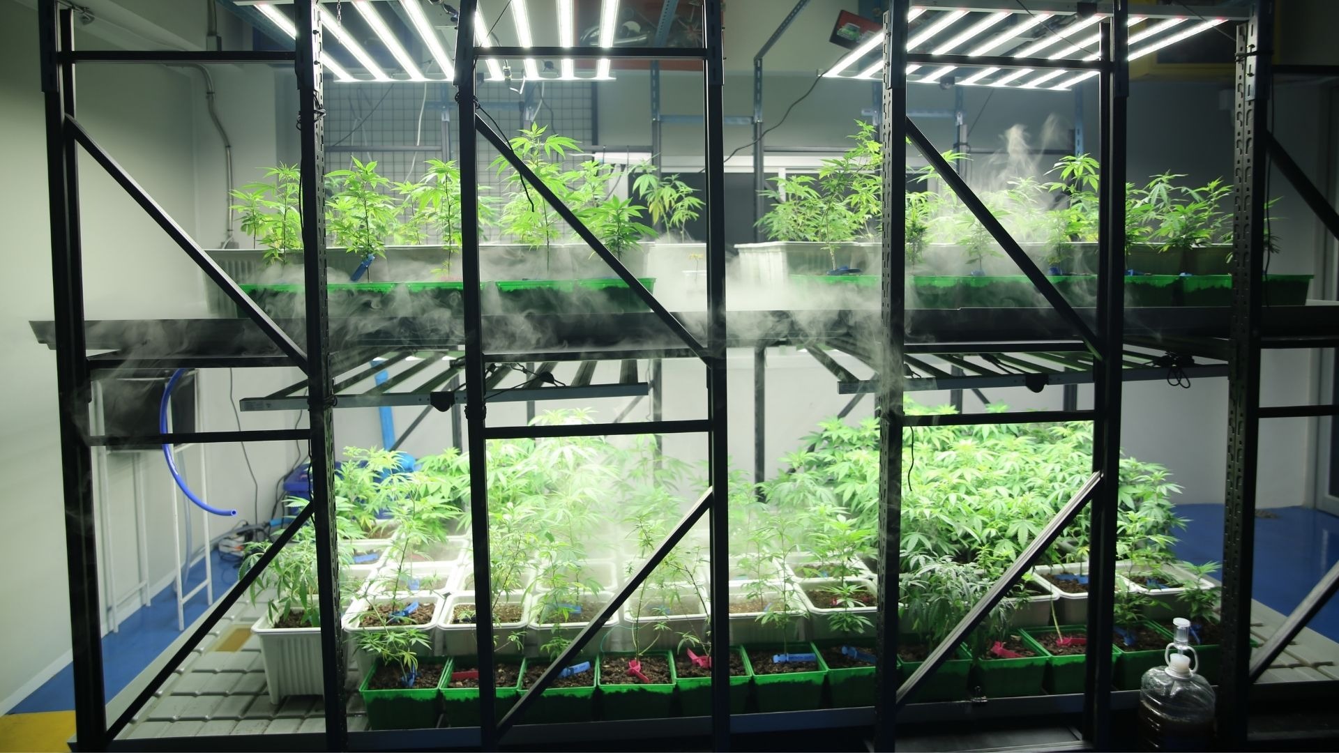 Proven Methods to Control VPD in the Drying Room