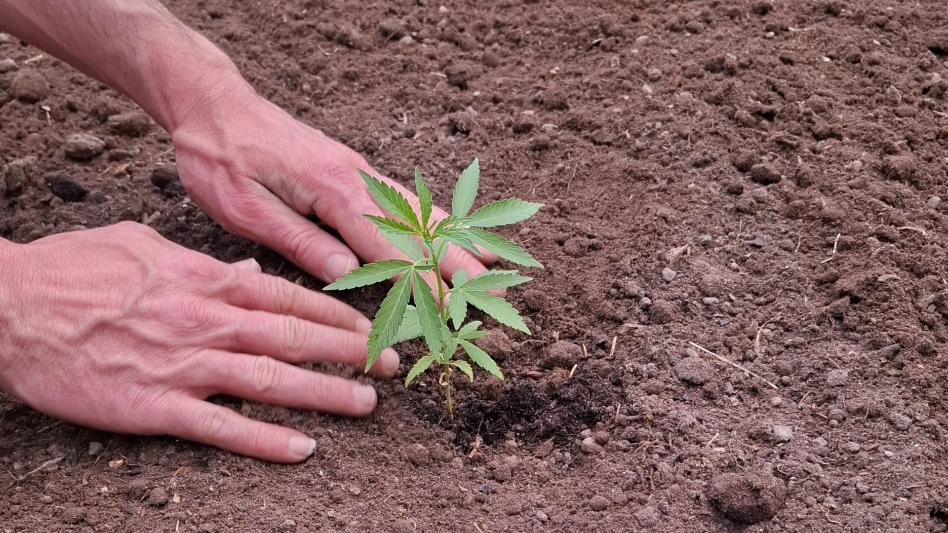 5 Mistakes Growers Make When Entering Retail