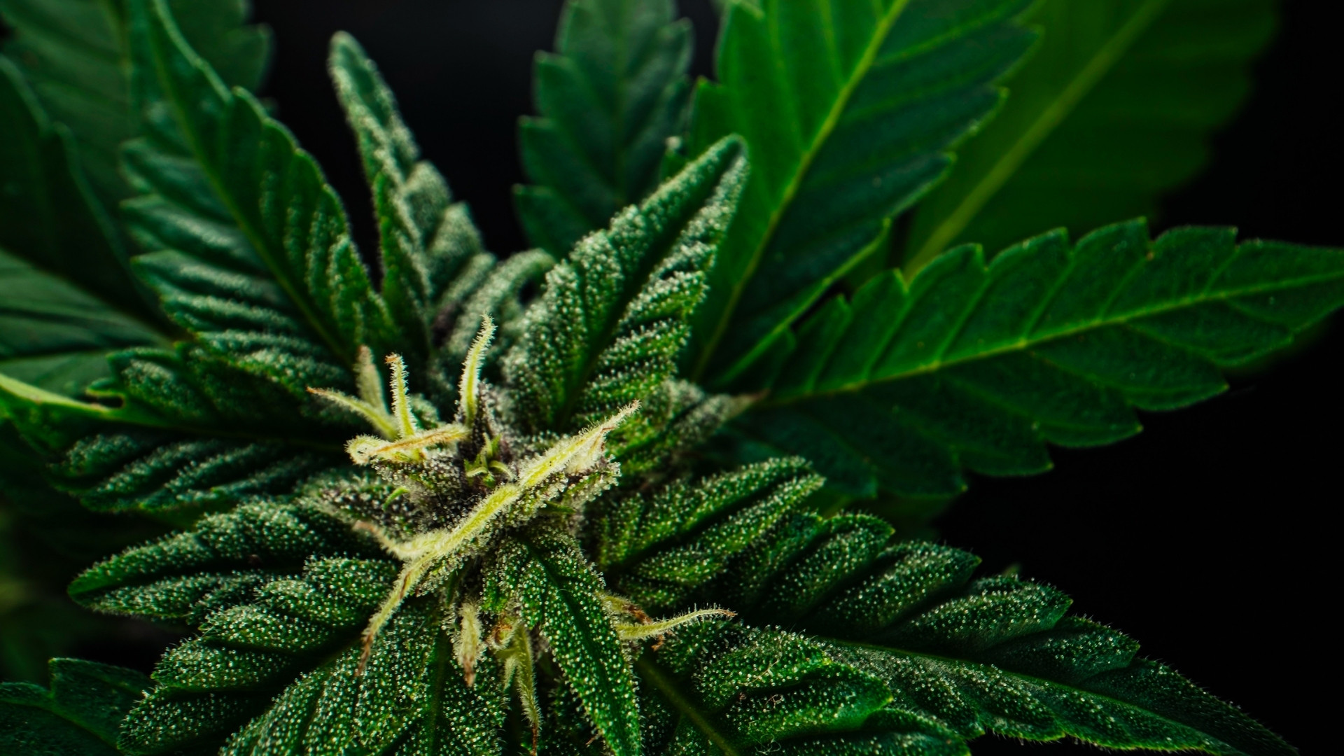 Cannabis Magnesium Toxicity: What It Looks Like and How to Treat It