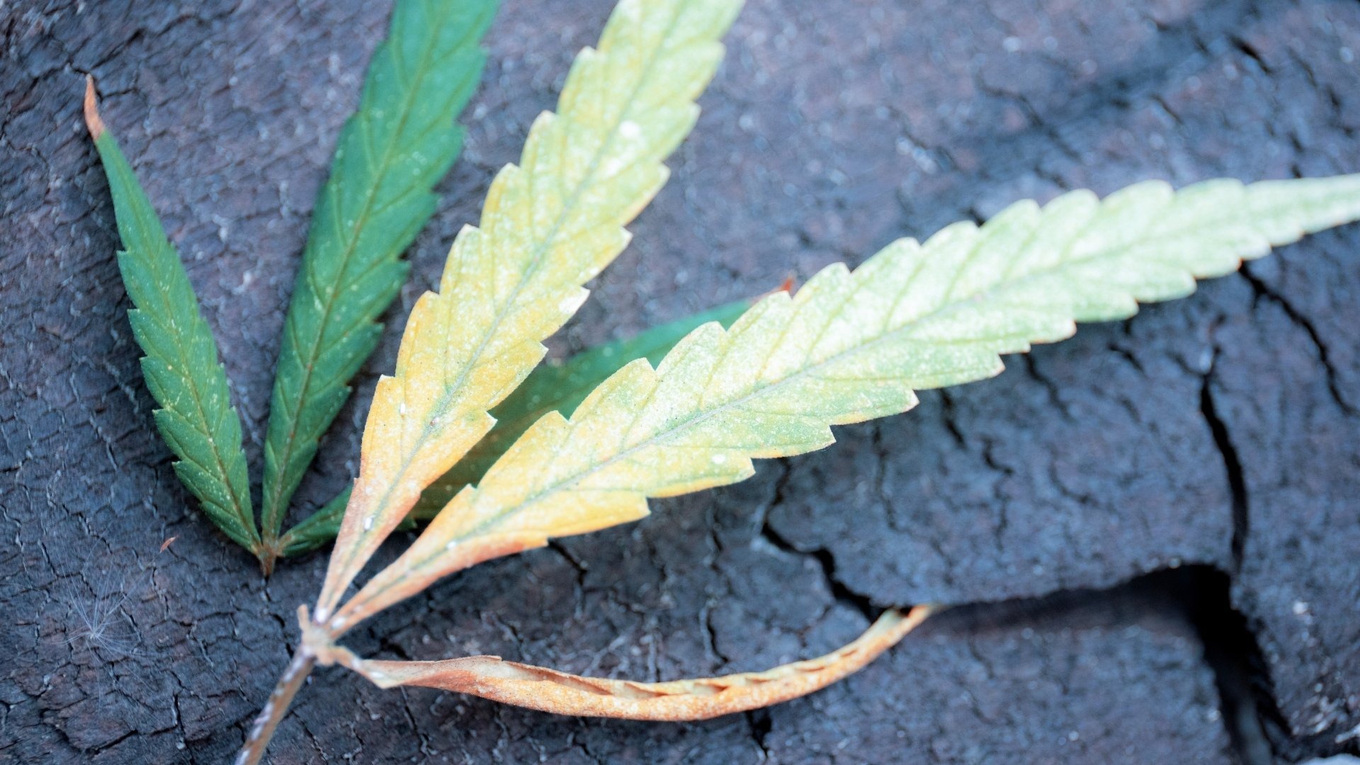 Symptoms of Magnesium Toxicity in Weed Cultivation