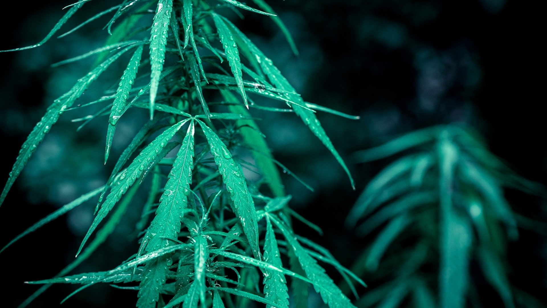 Optimal Magnesium Levels in Cannabis Plants