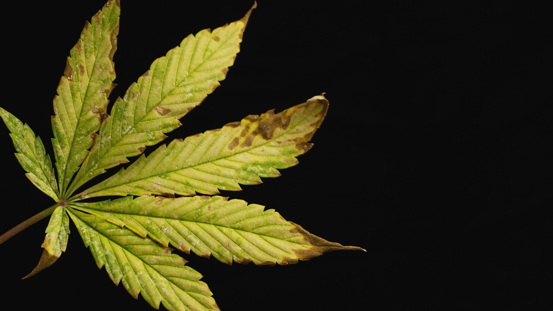 Can Magnesium Levels Drop? Signs and Fixes in Cannabis Cultivation
