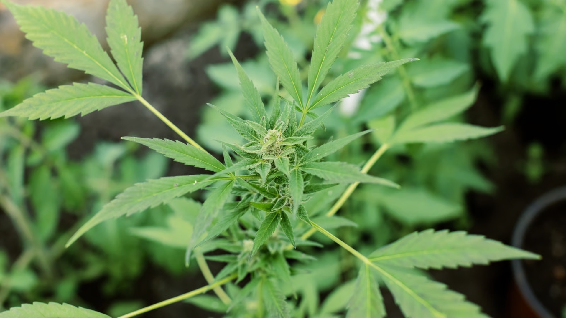 Cannabis Seedling Temperature Chart: What Commercial Growers Need to Know