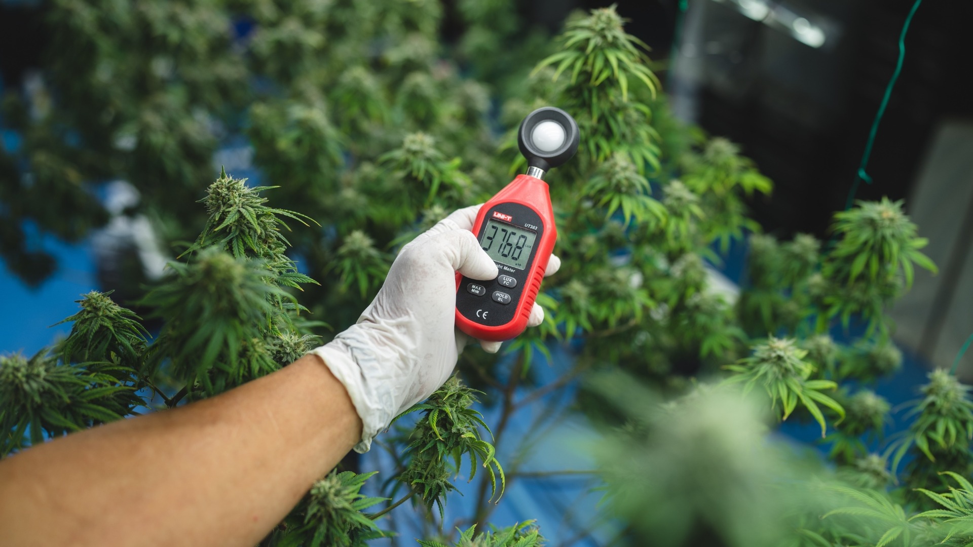 Common Temperature Mistakes Made by Commercial Growers