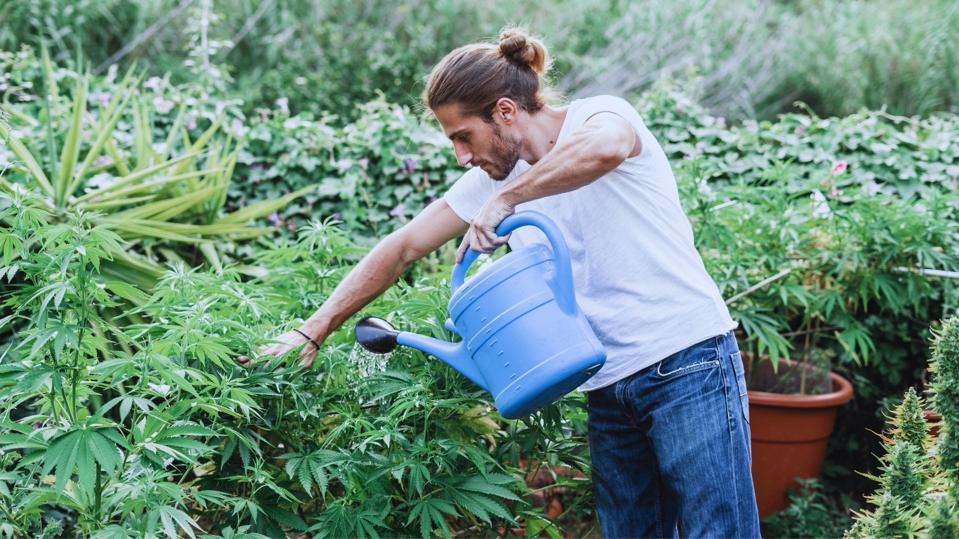 How Can You Improve Water Quality For Autoflowers?