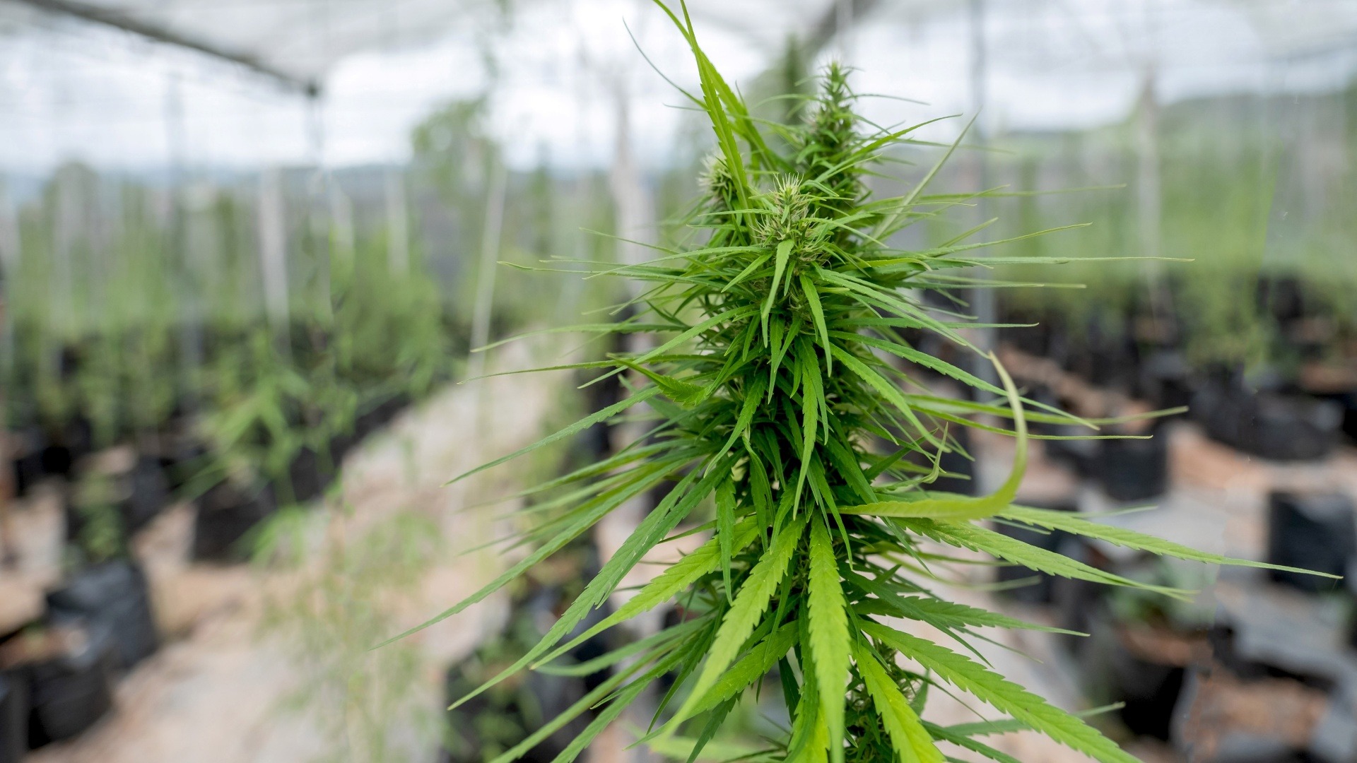 Pros and Cons of Revegetating Commercially Grown Cannabis Plants