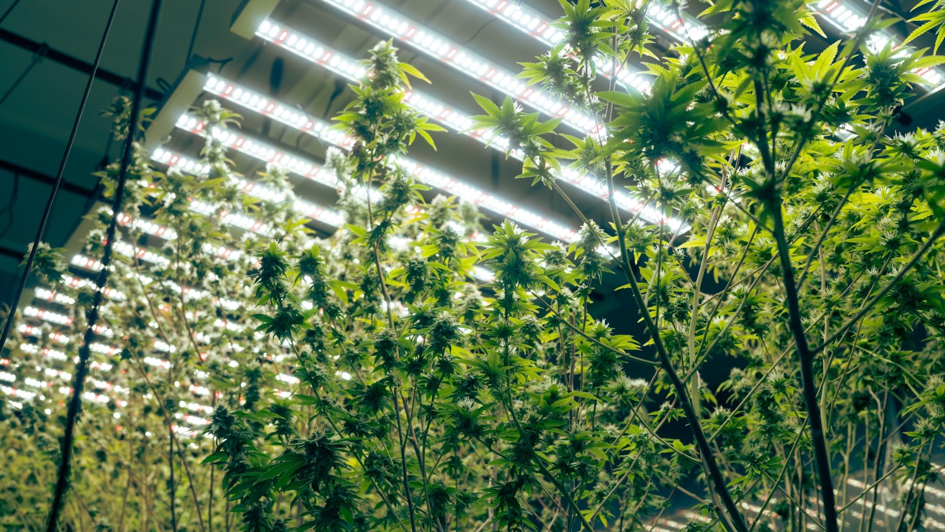 Steps to Put a Flowering Plant Back Into a Vegetative State